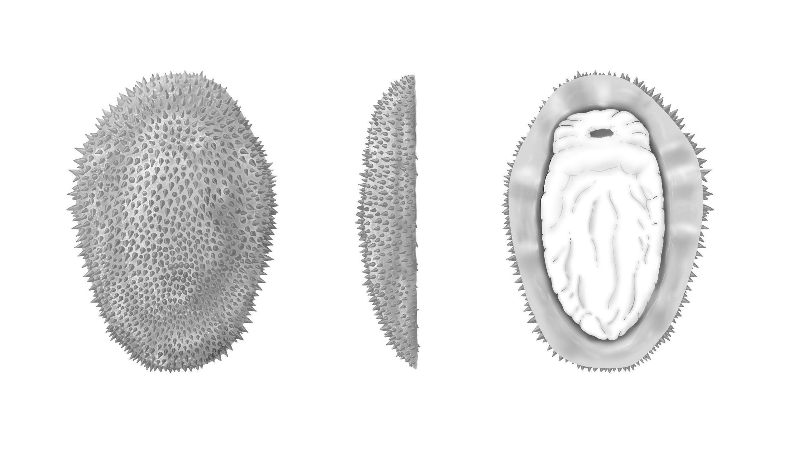 Undated handout an artist's reconstruction issued by University of Oxford of Shishania aculeata as it would have appeared in life as viewed from the top, side and bottom (left to right).