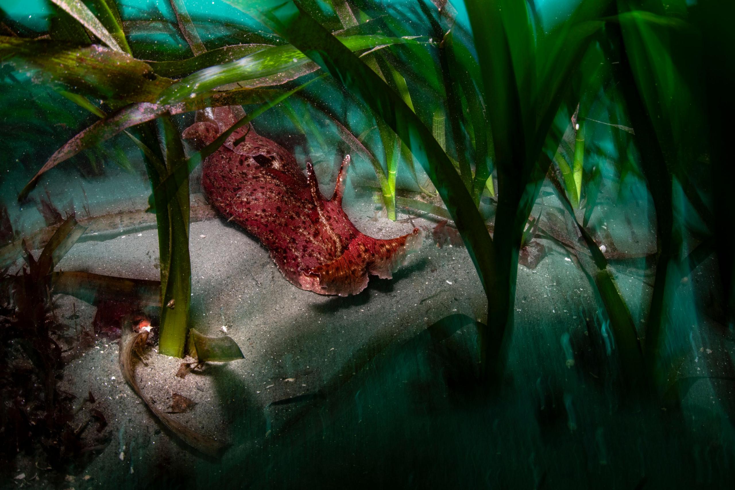 A red-brown, speckled sea hare rests on the sandy seabed, surrounded by long green seaweed fronds.