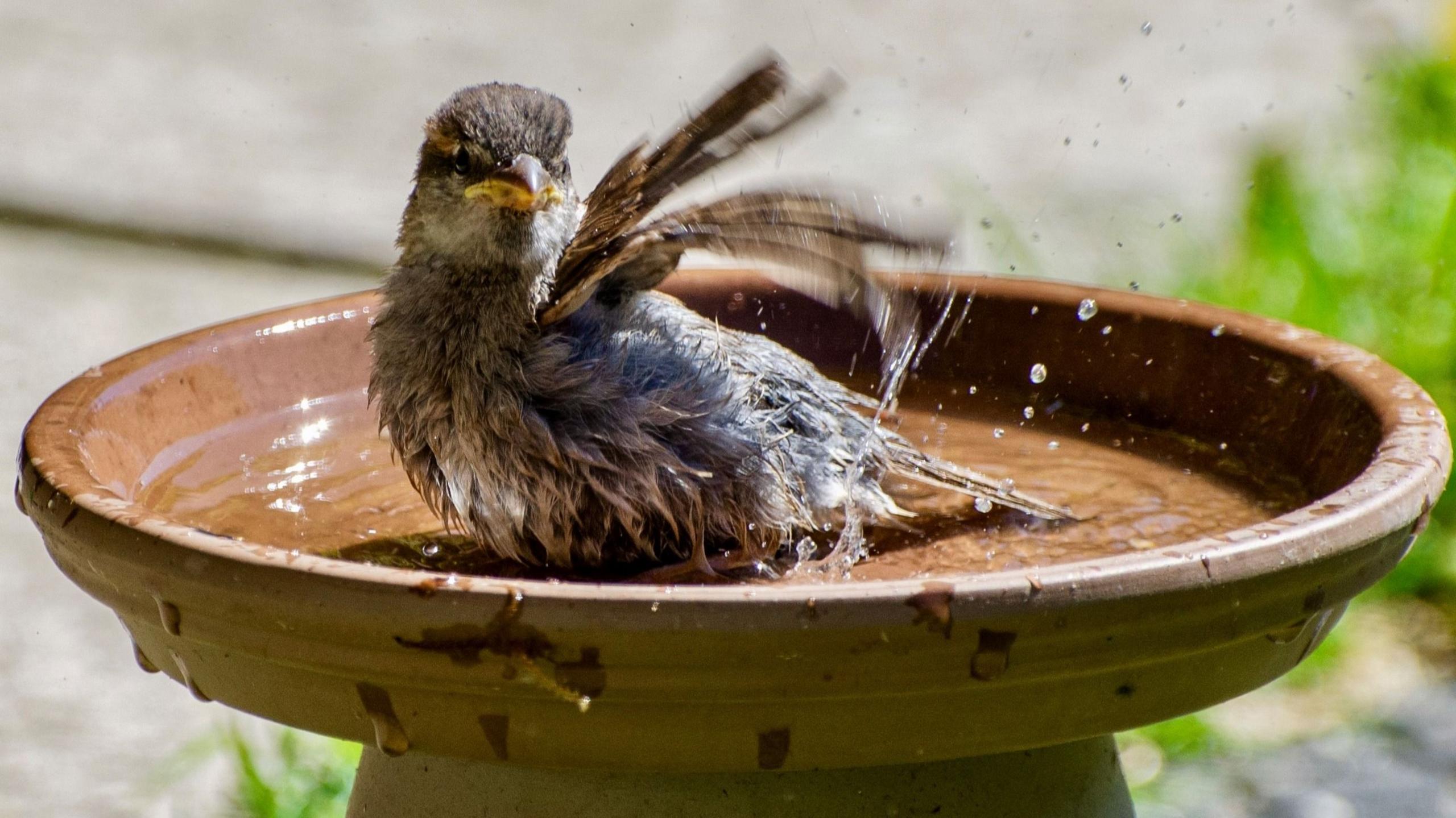 A sparrow splashes in water in a back garden