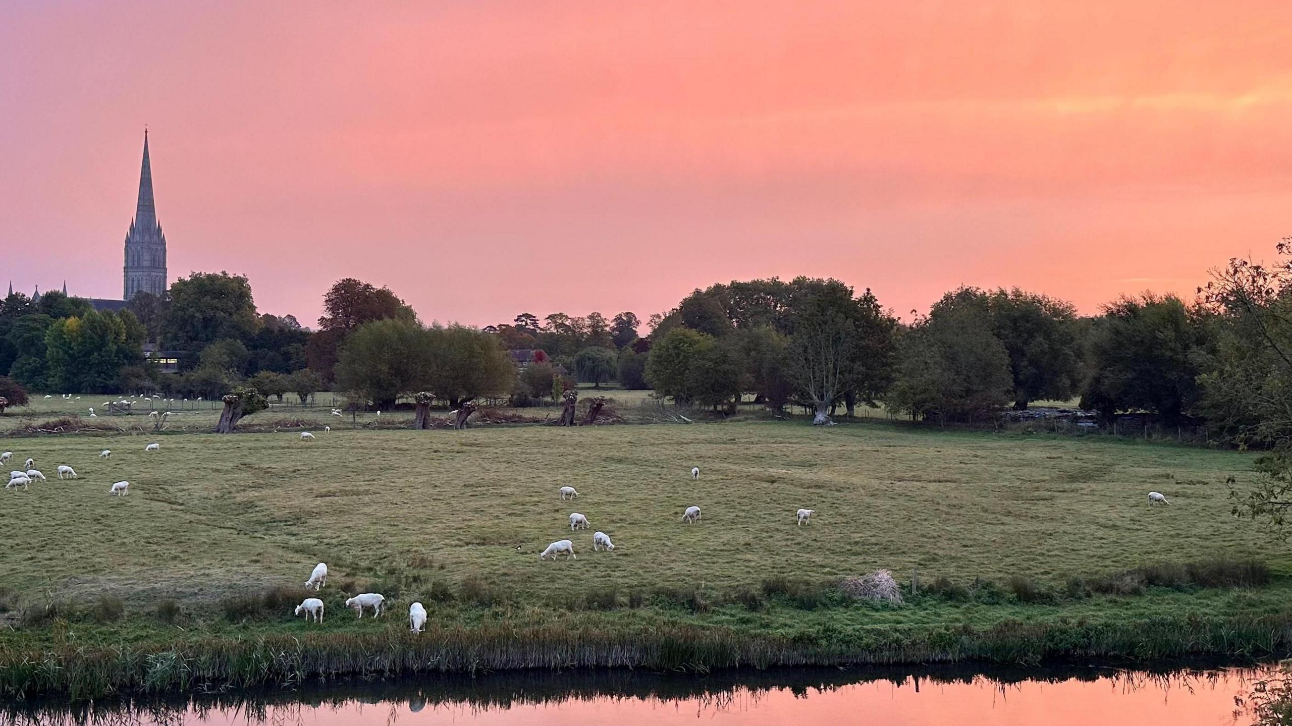 A view over green meadows with sheep grazing early in the morning. The sky is a light pink and orange colour which is reflecting in the still water of a ditch alongside the field. Trees dot the landscape and in the background to the left is the spire of Salisbury Cathedral.