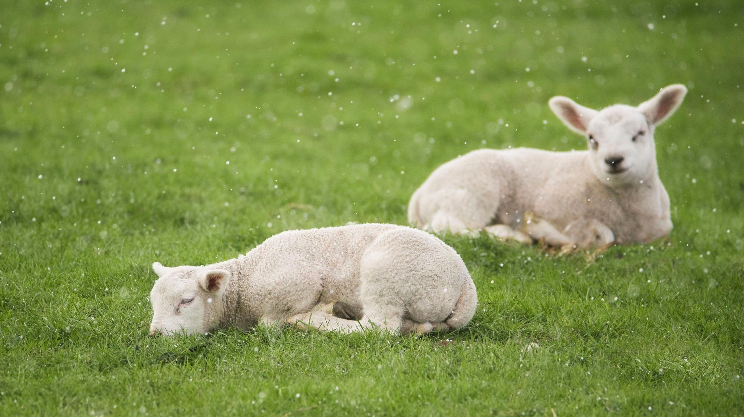 Two lambs can be seen laying on the ground whilst there is a flurry of snow.