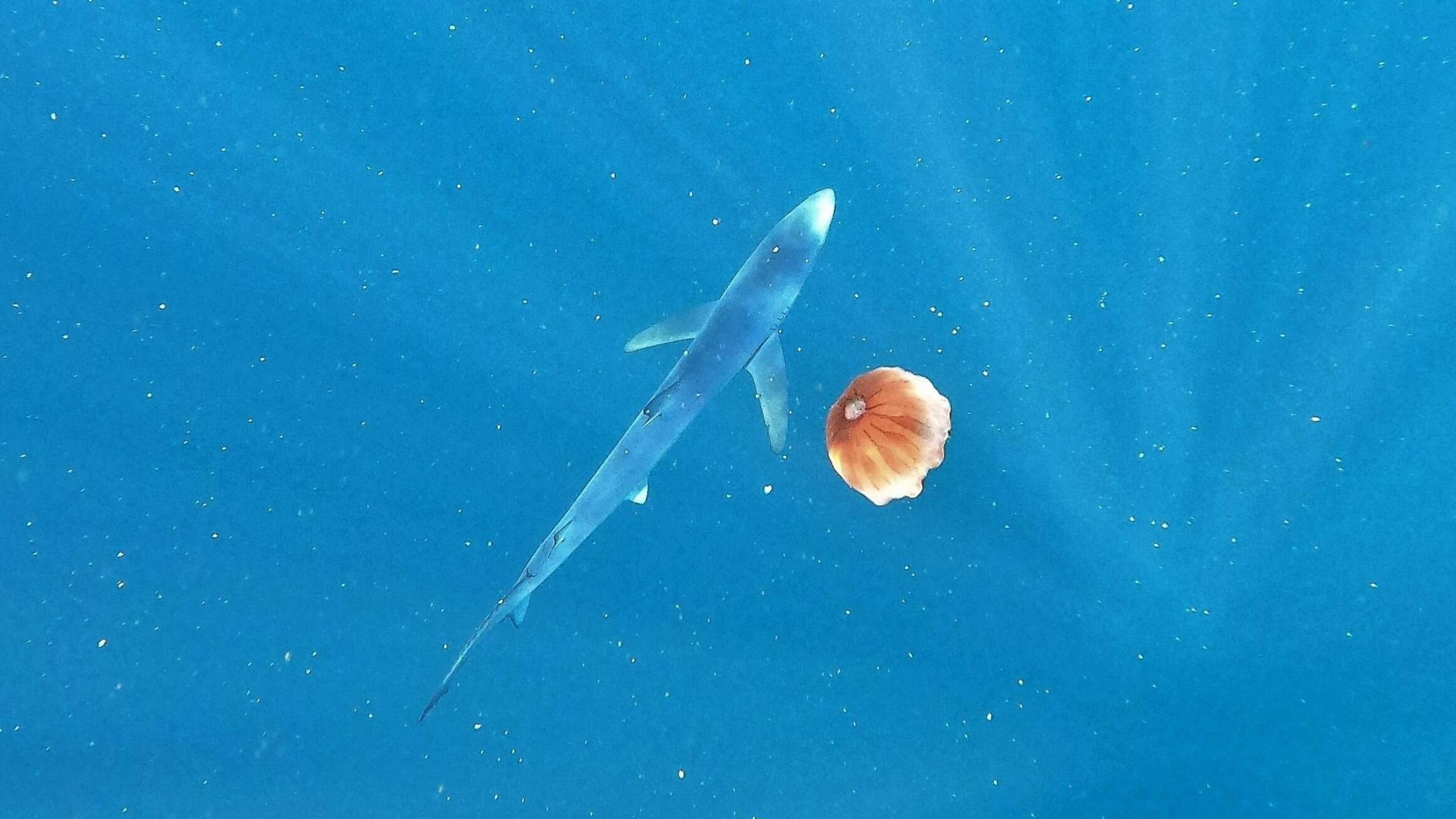 A blue shark next to a jellyfish underwater. 
