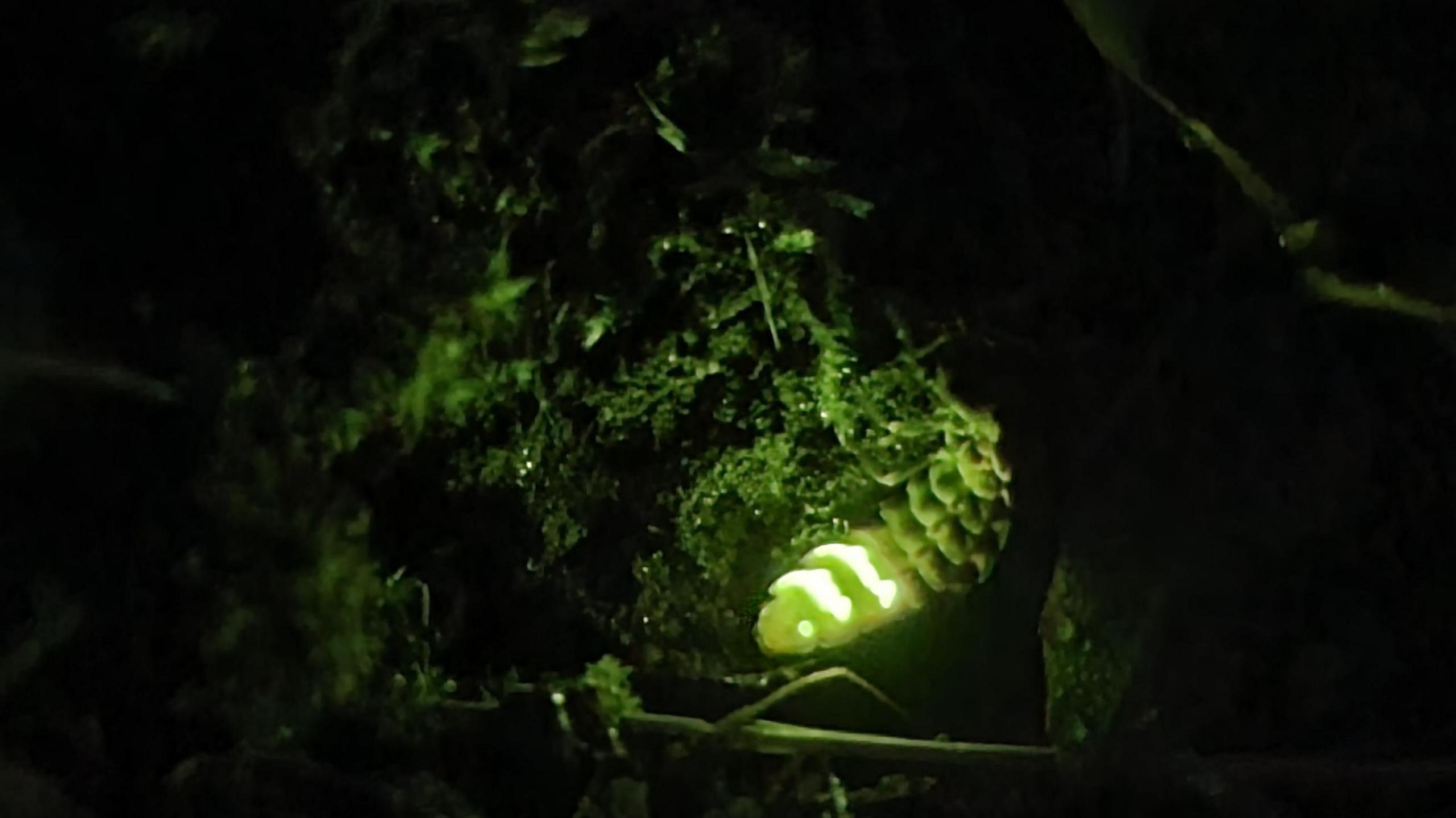 Glowing green worm figure in grass in the dark