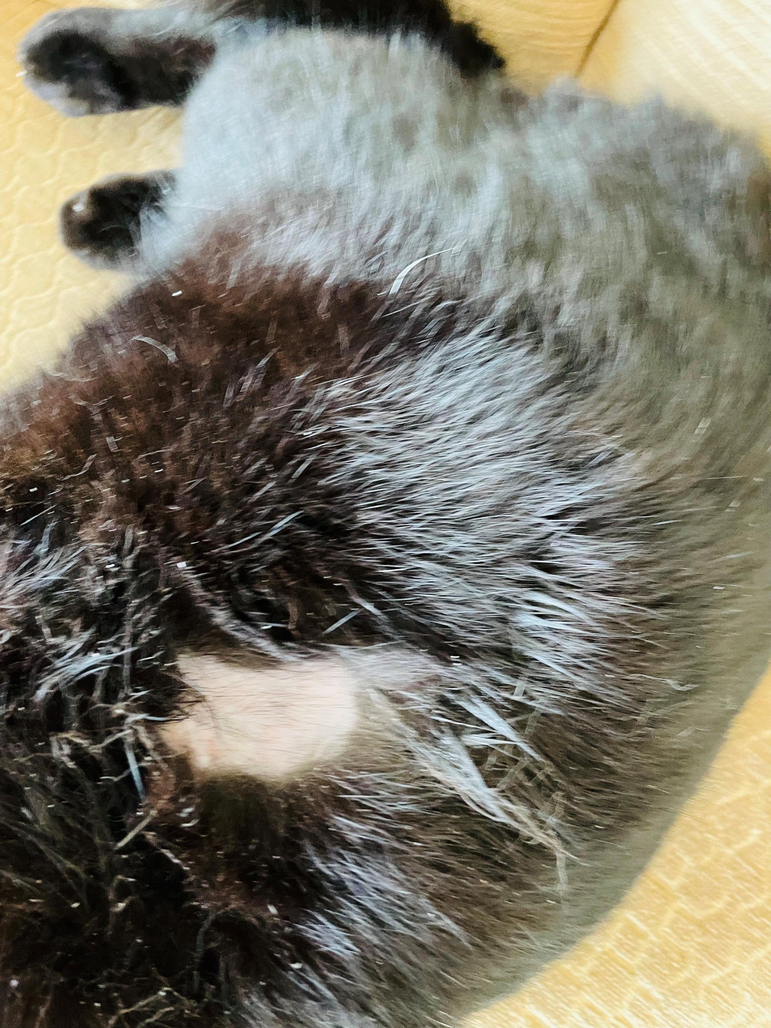 The side of a black cat's body with a missing patch of fur.