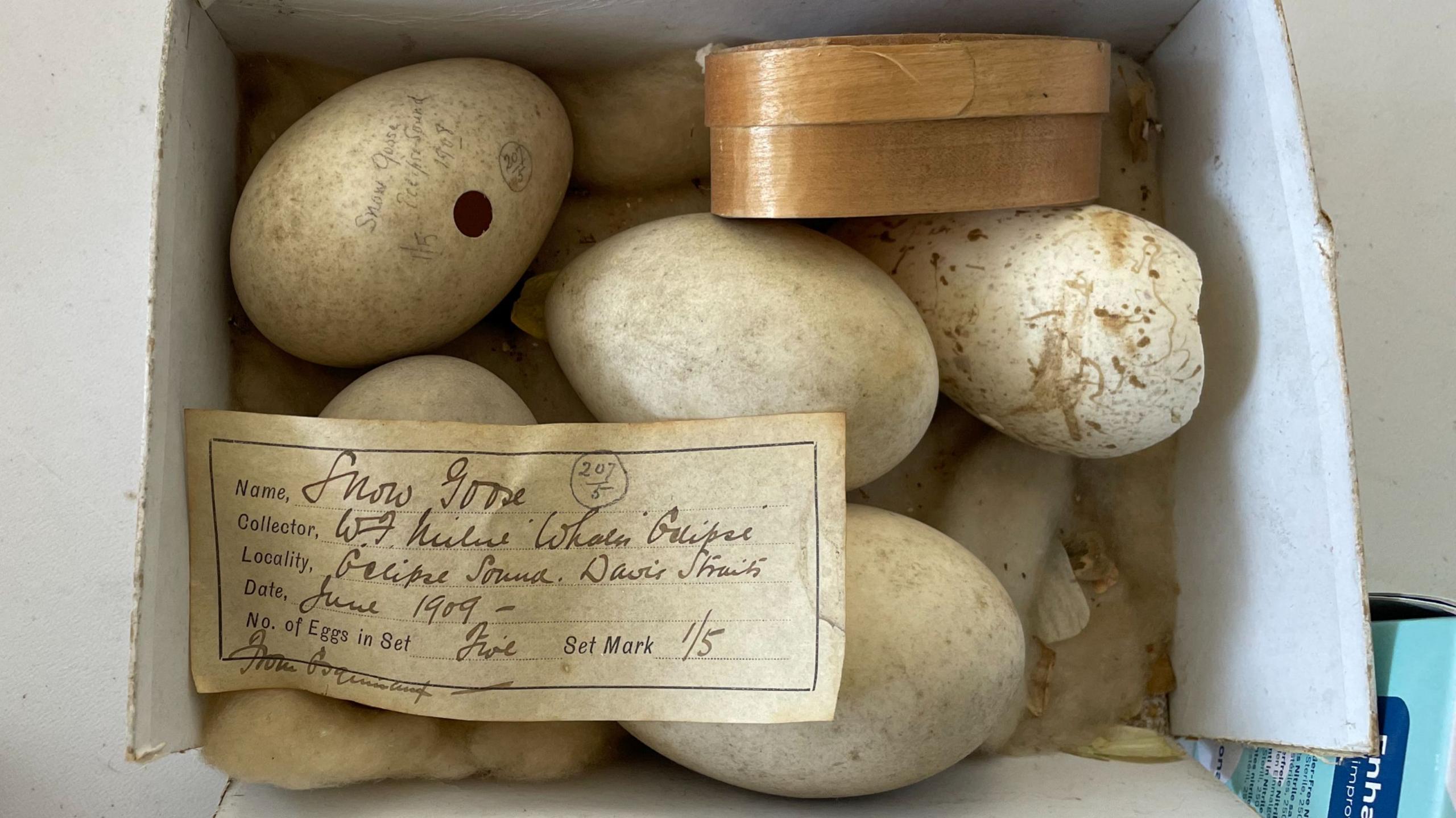 Five large white eggs are pictured inside a box. On top of them is a handwritten note on brown paper identifying the eggs as that of a Snow Goose.