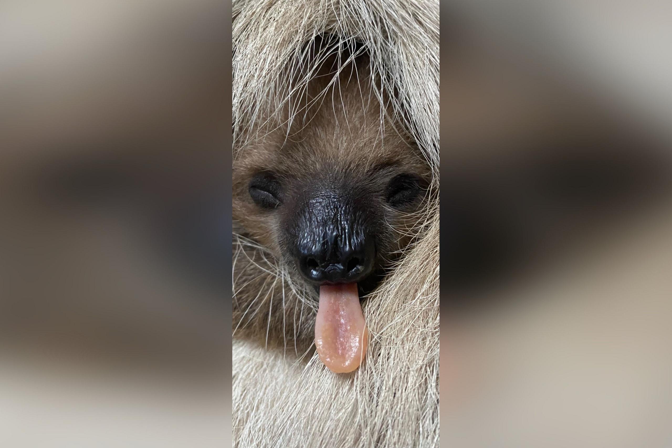 A baby sloth sticking its tongue out.