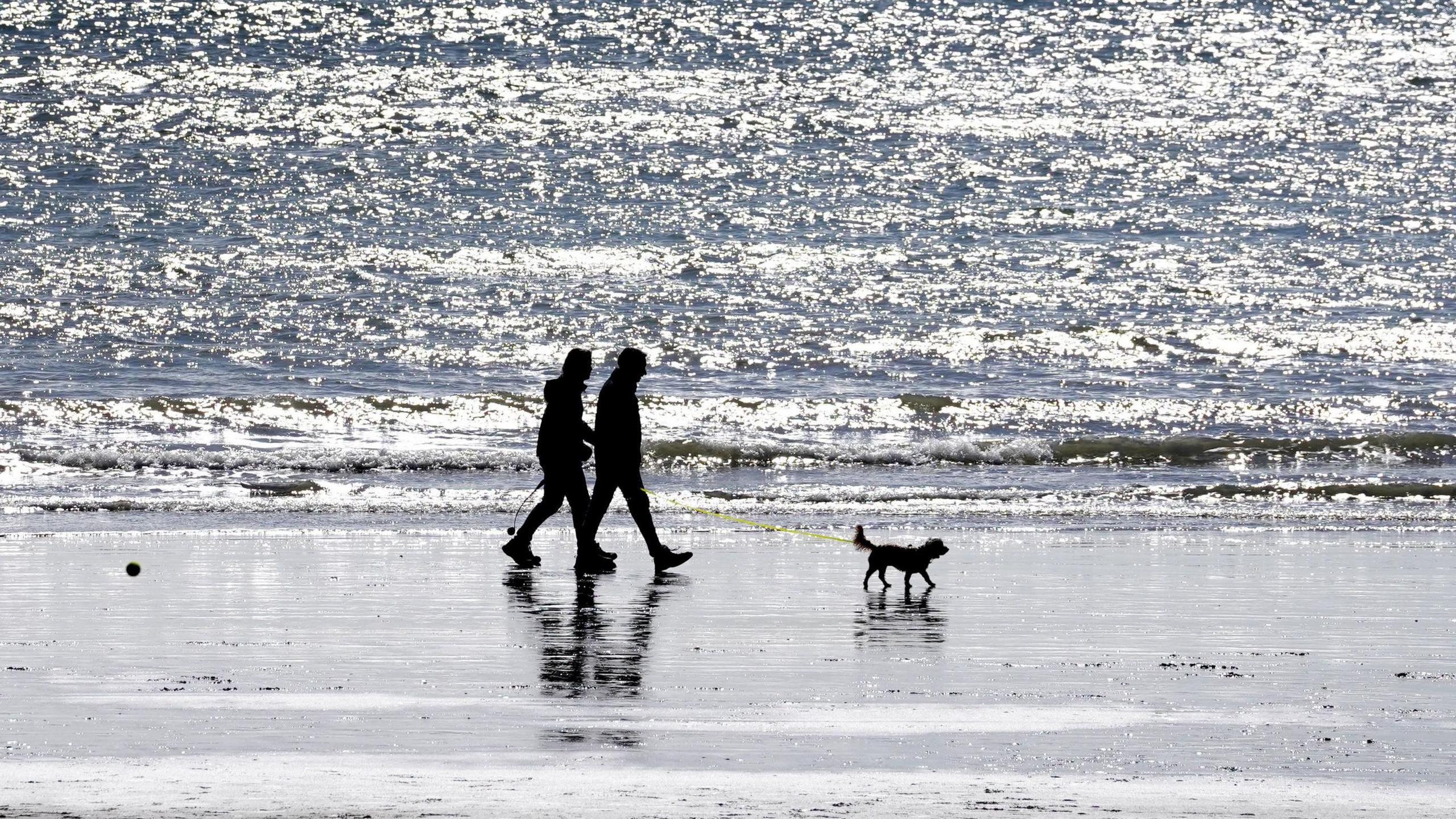 couple walking dog on beach