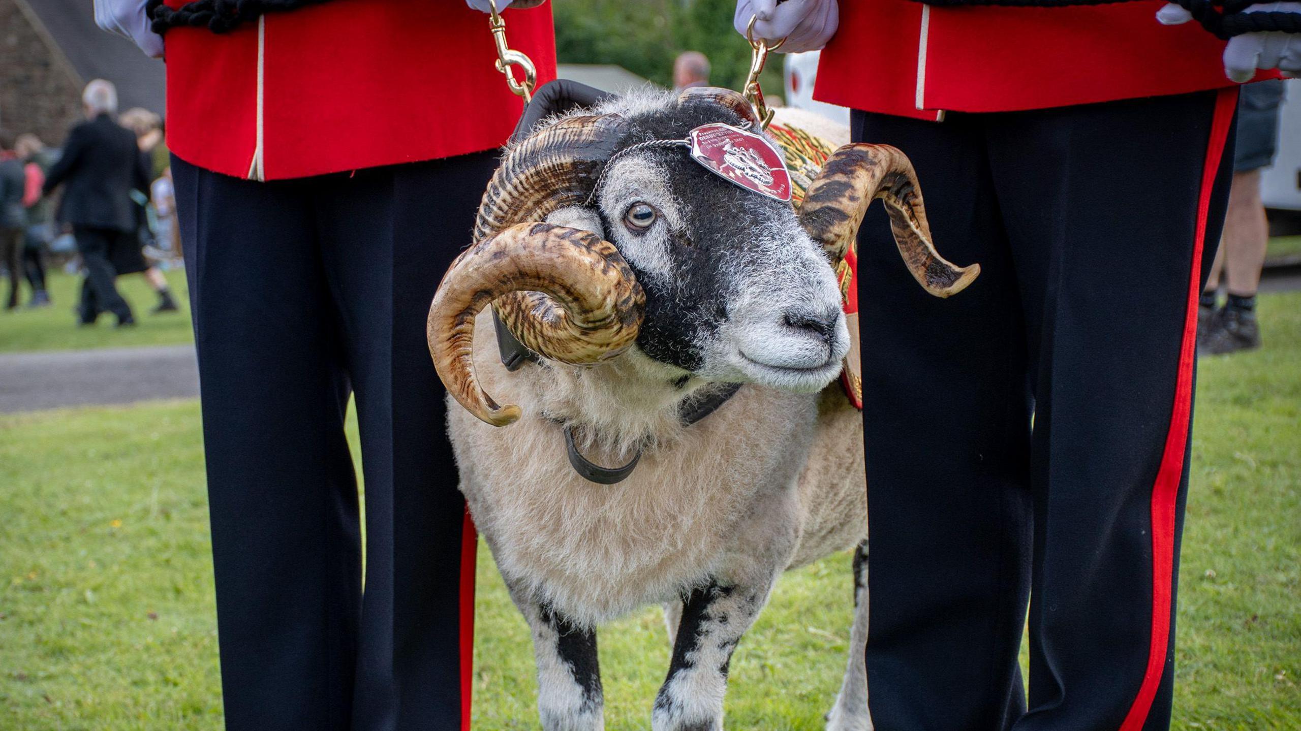 Ram in red military dress