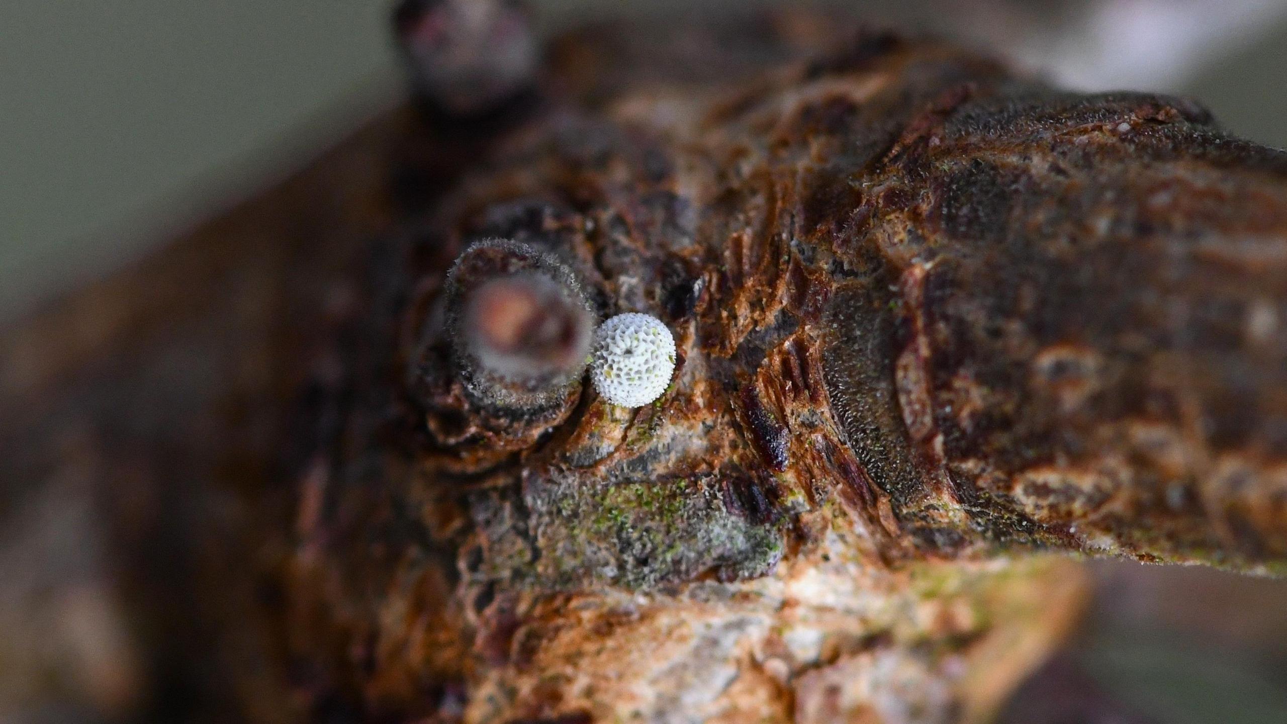 A small white egg on a wooden branch. The egg is tiny.