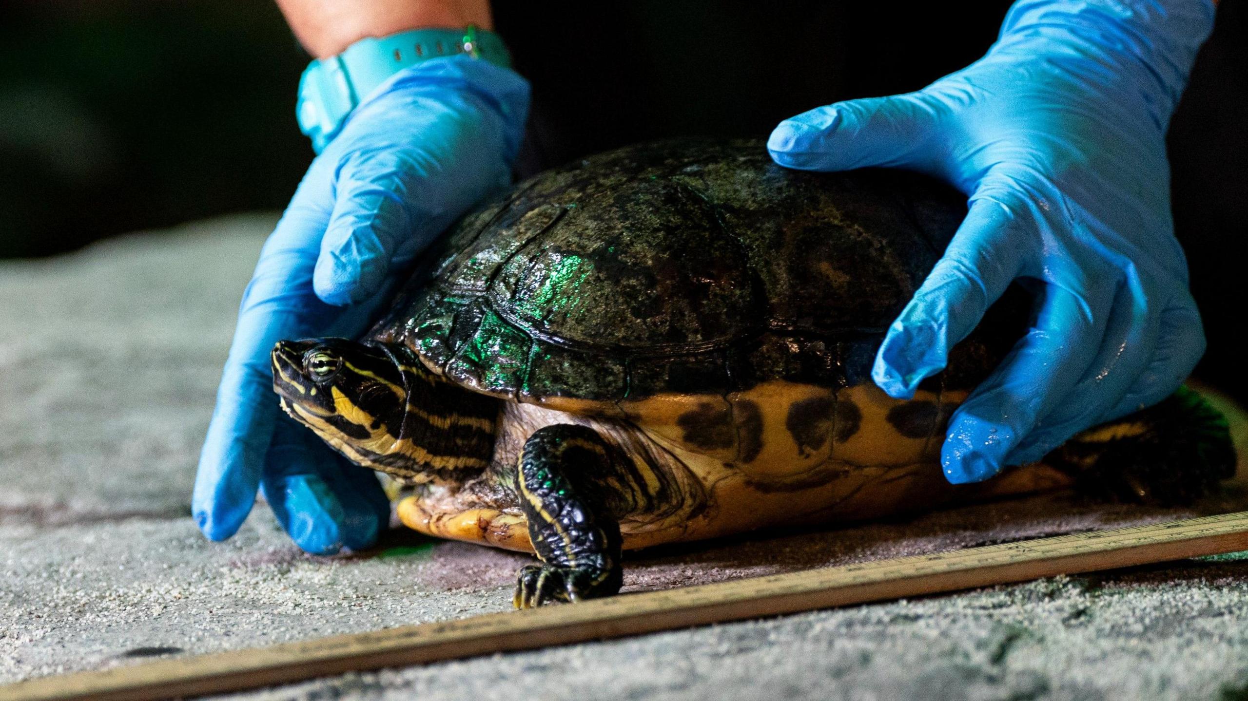 A measuring ruler on the ground, next to a terrapin with a shiny green shell. There is a person wearing blue gloves holding the terrapin around its shell.