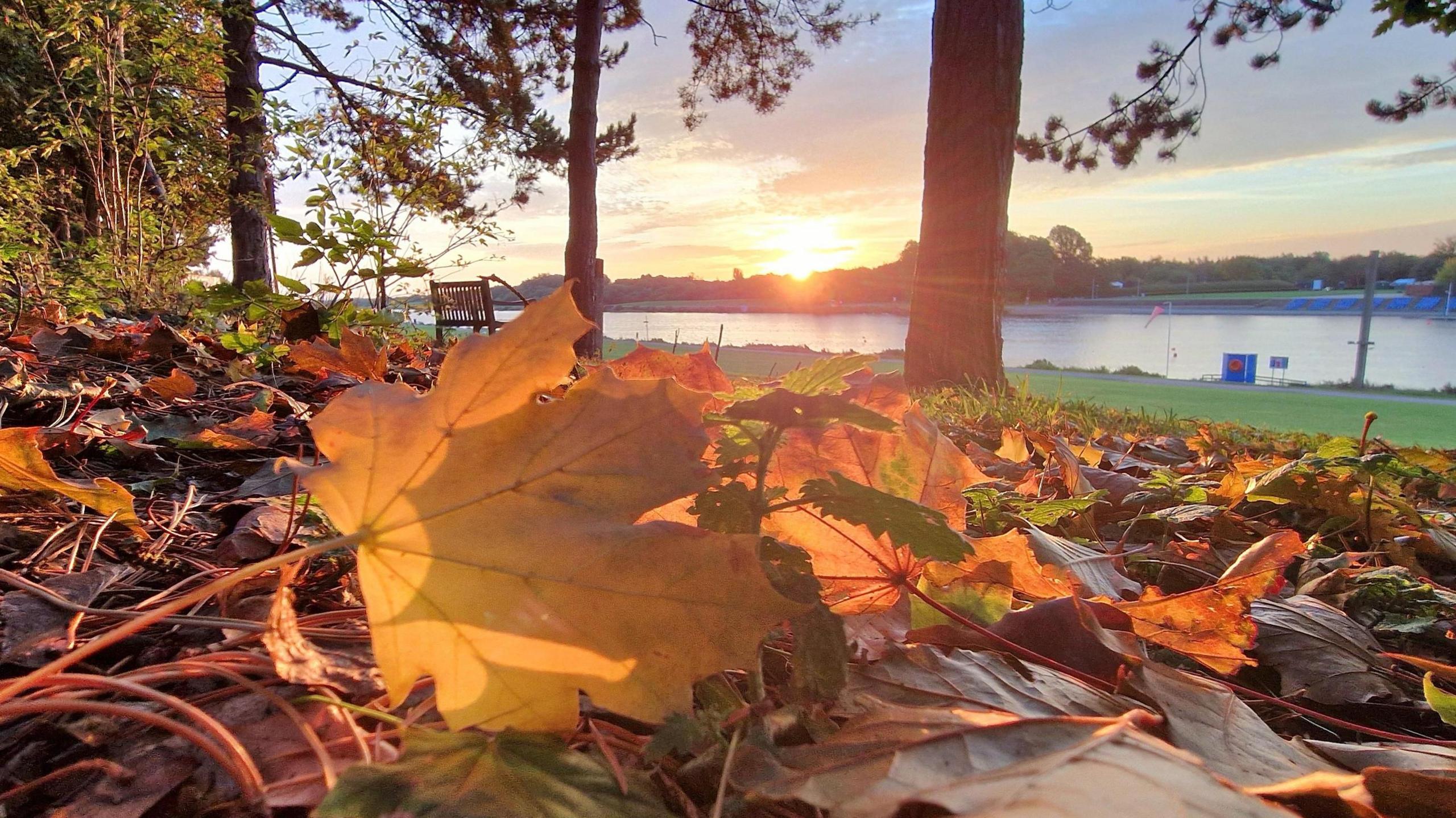 Low Sun shines between the clouds illuminating coloured leaves on the ground 