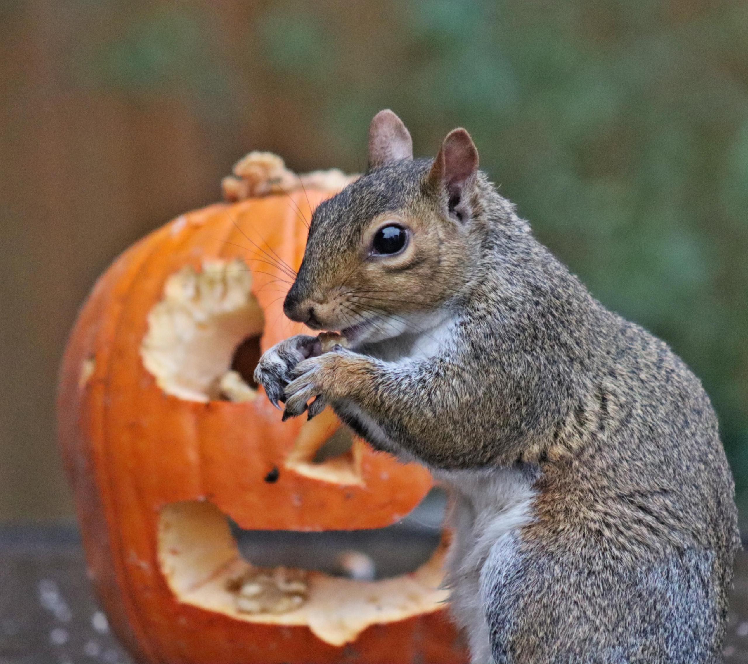 A grey squirrel crouched with its paws up to its mouth as if feeding. Behind, an orange pumpkin with a carved face.