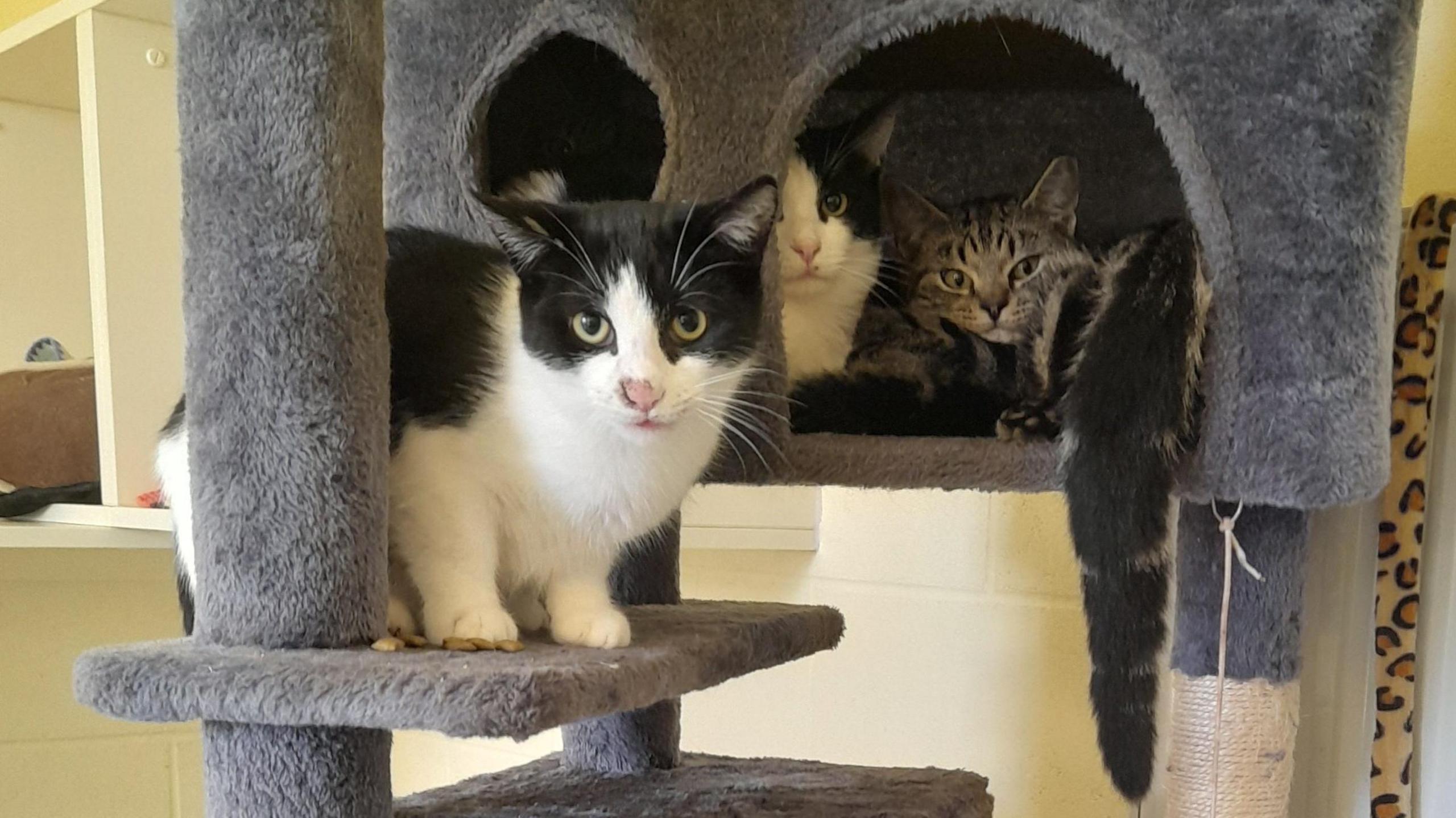 Three cats look suspiciously at the camera as they play on a cat stand. The cat stand is grey, and two of the cats are black and white and one is a tabby cat. 