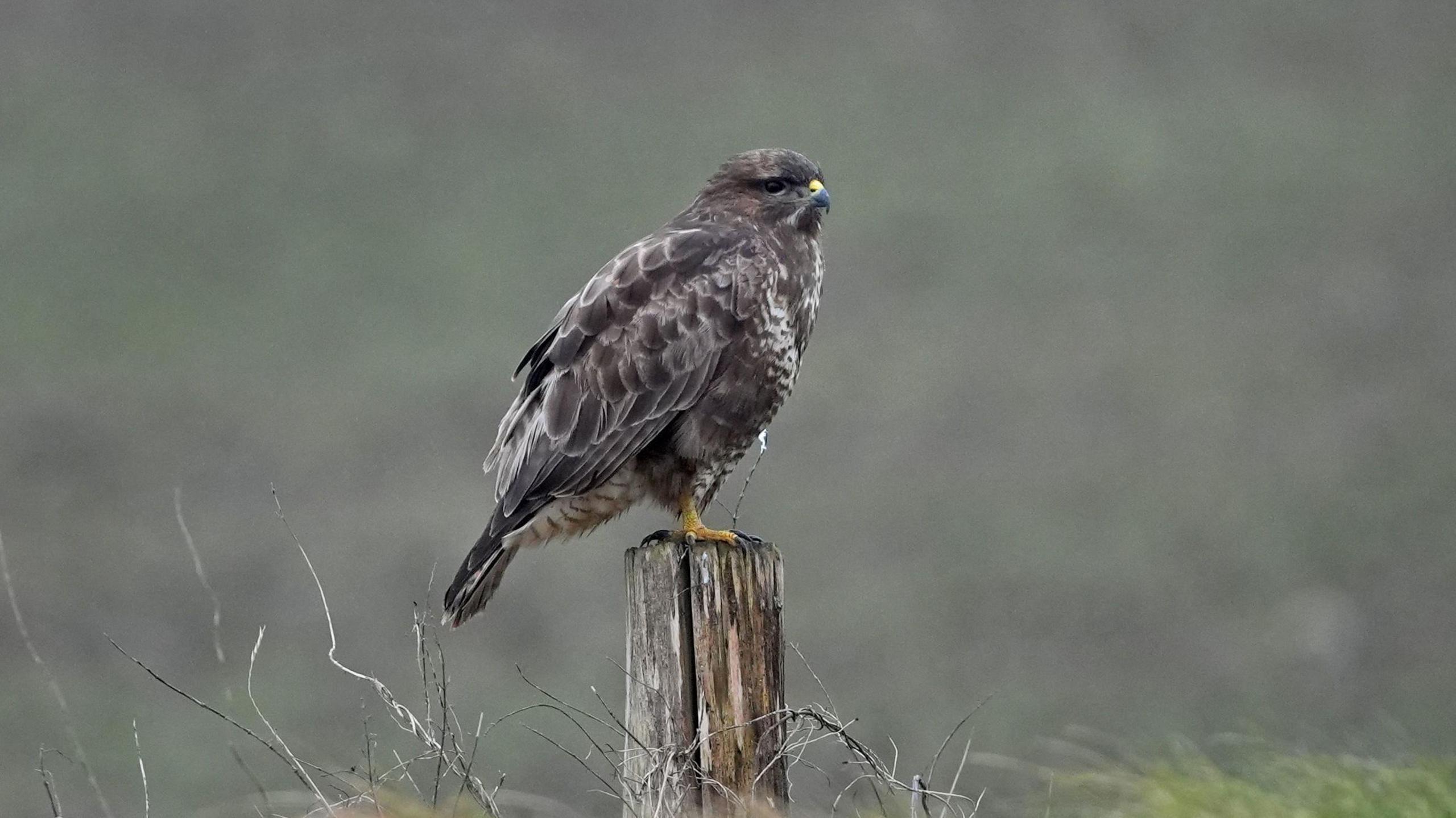 A common buzzard sits on a fence post with some faded grass in the background. It has largely grey plumage