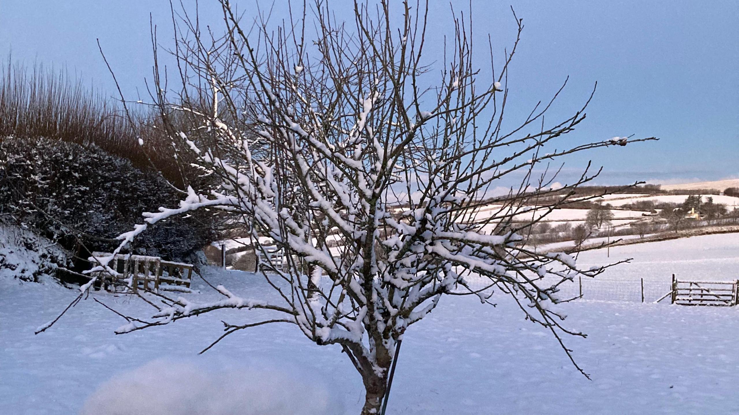 A leafless tree with a layer of snow on the branches