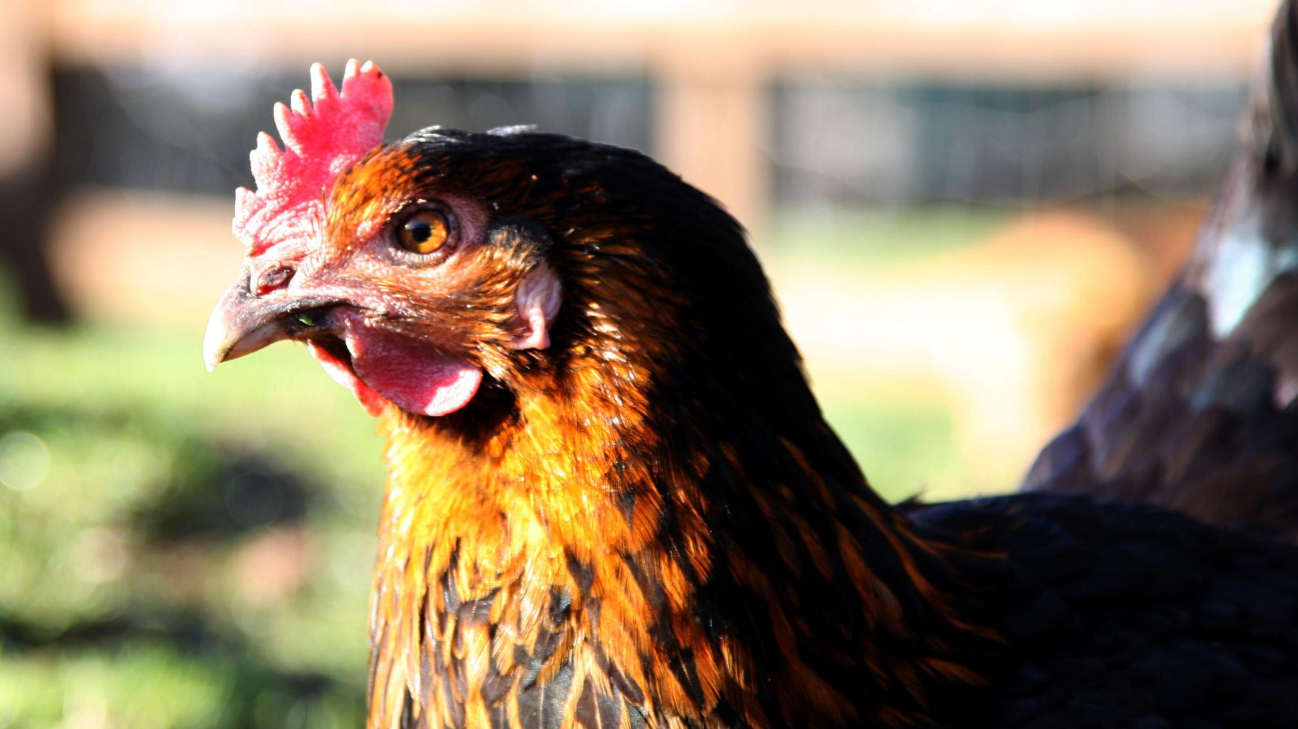 Close up of a generic chicken with orange and black feathers