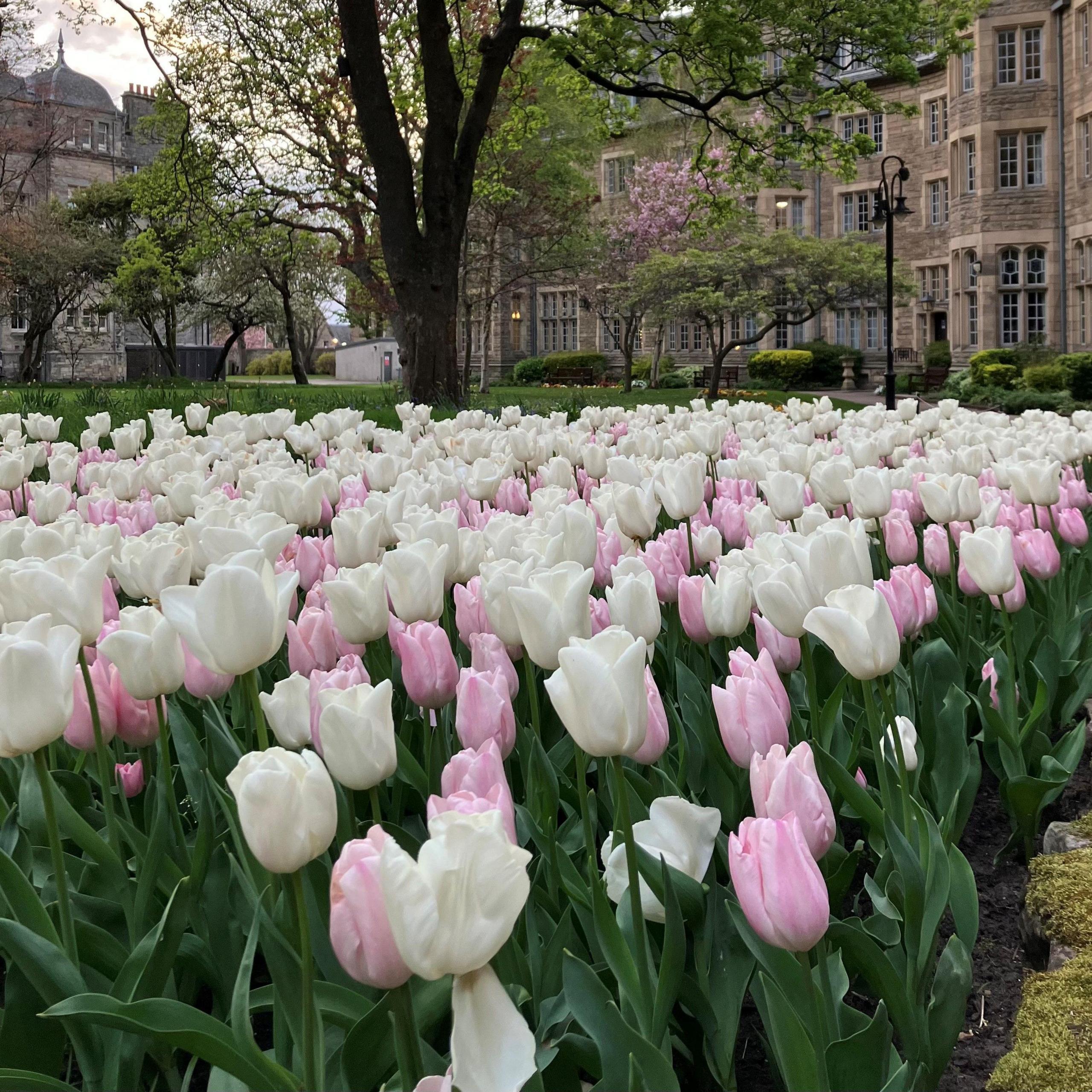 A huge mass of white and pink tulips in front of a stone building with lots of windows.