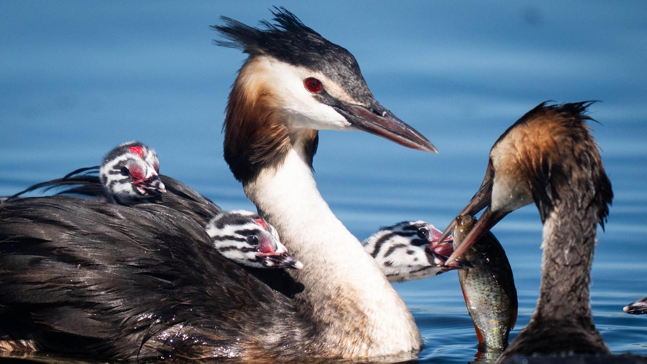 Two birds on the water are carrying their young on their backs while one of the birds is feeding them a fish.