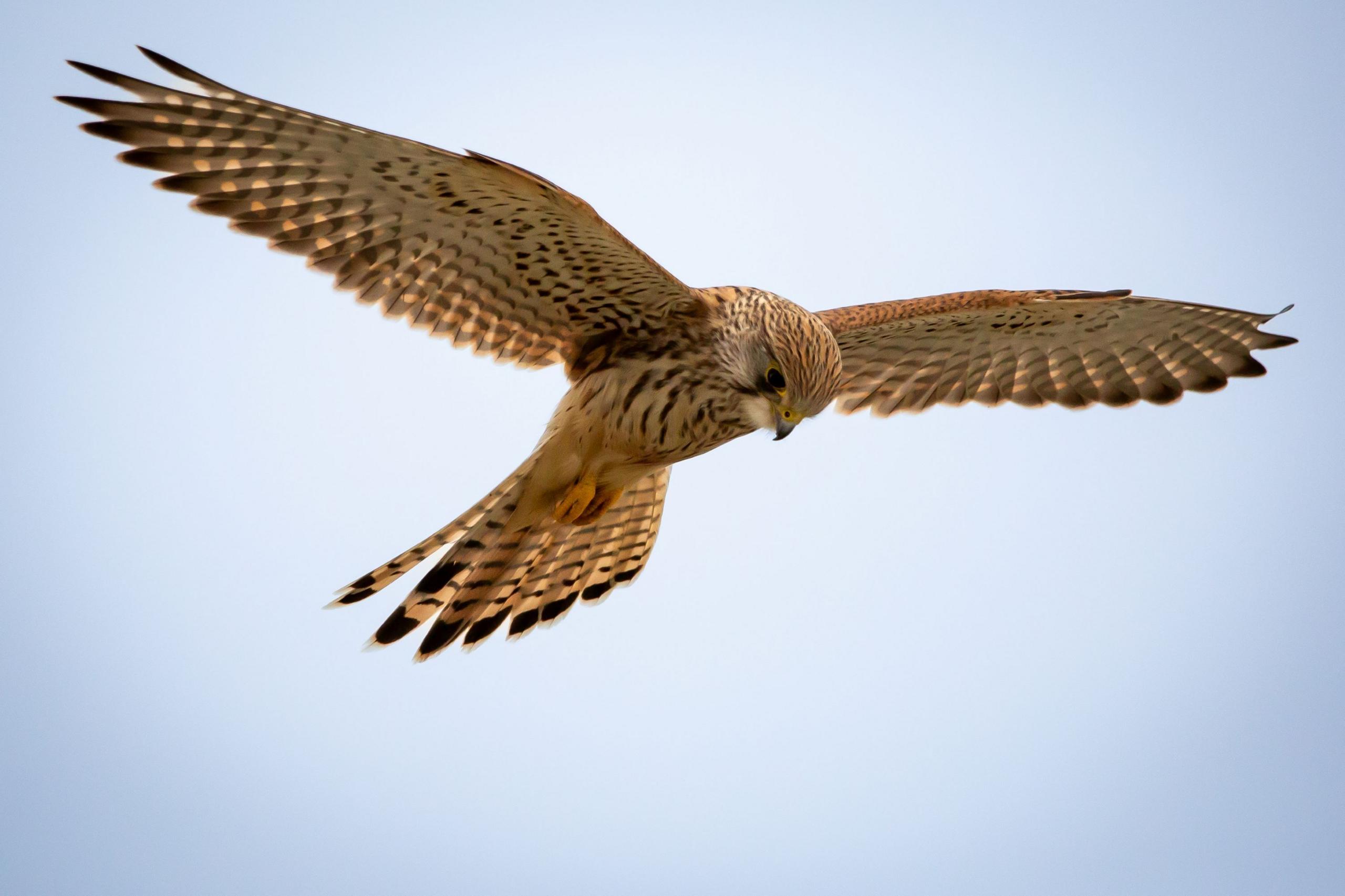 A kestrel flying in the sky