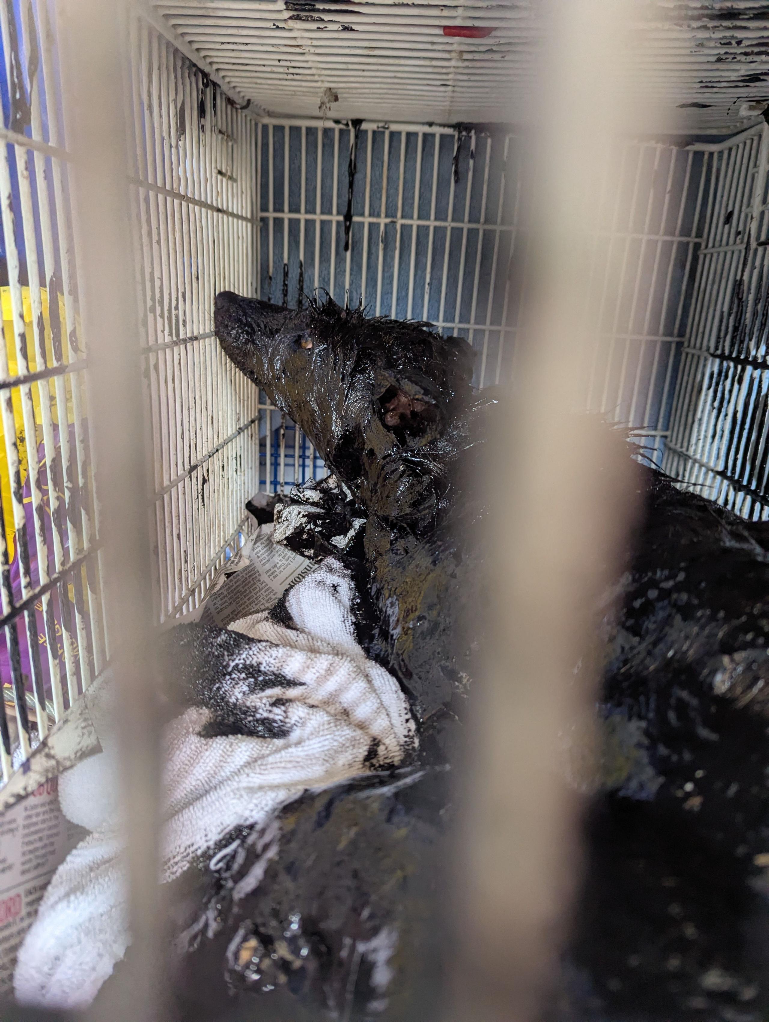 A fox covered in oil in a cage.