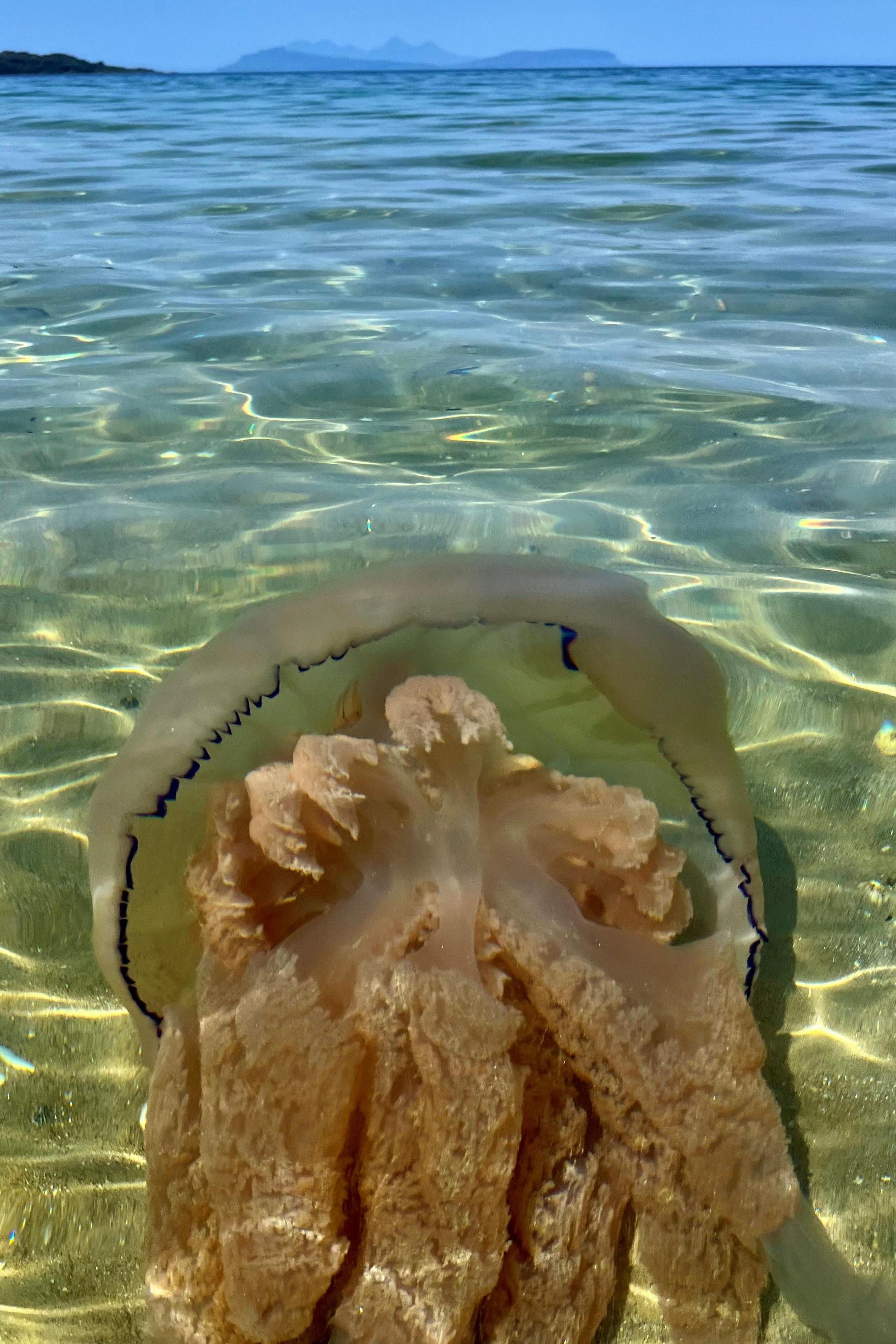 A large jellyfish, it could be a barrel jellyfish, floating in some clear blue water