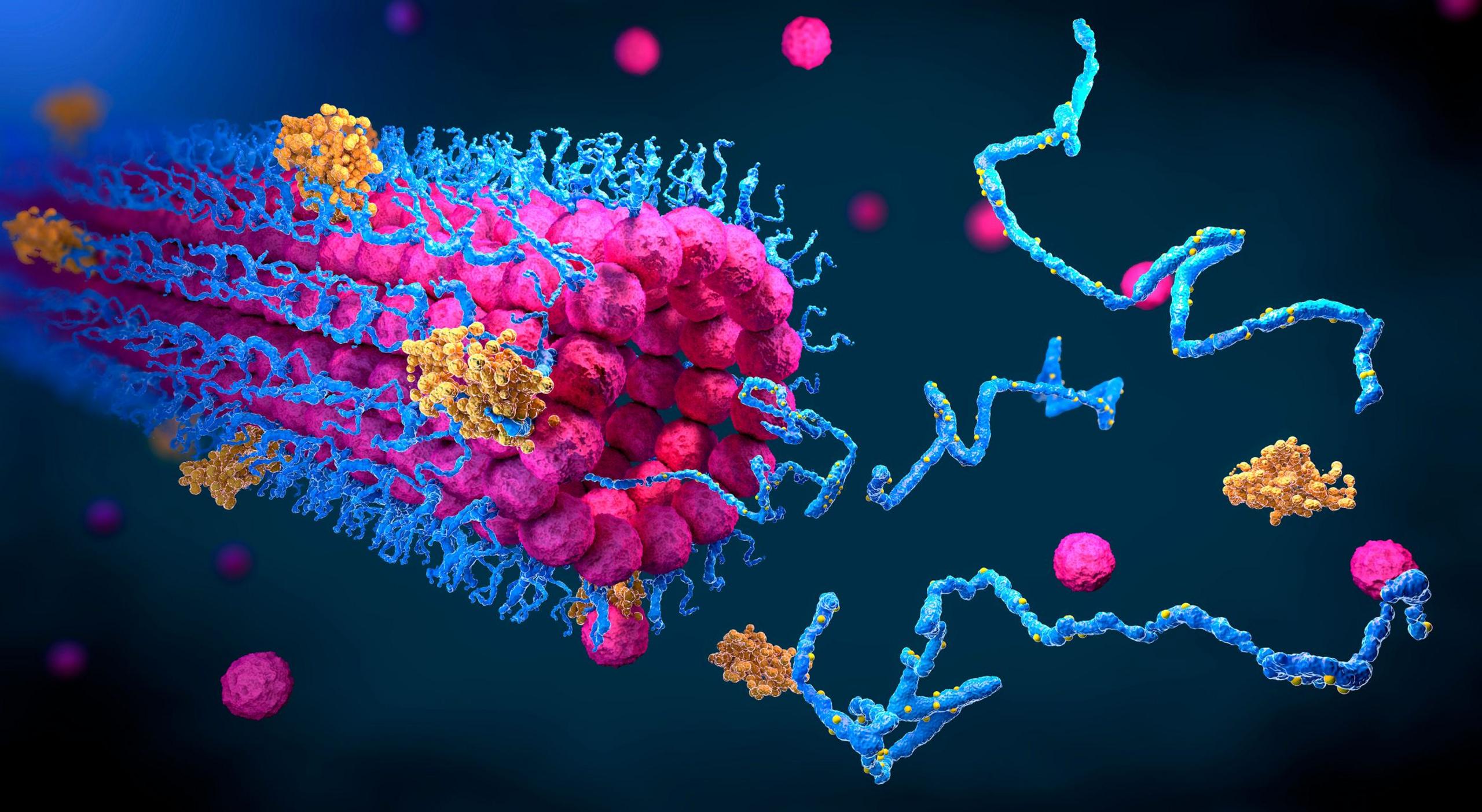 Illustration of proteins folding into their three dimensional structure.