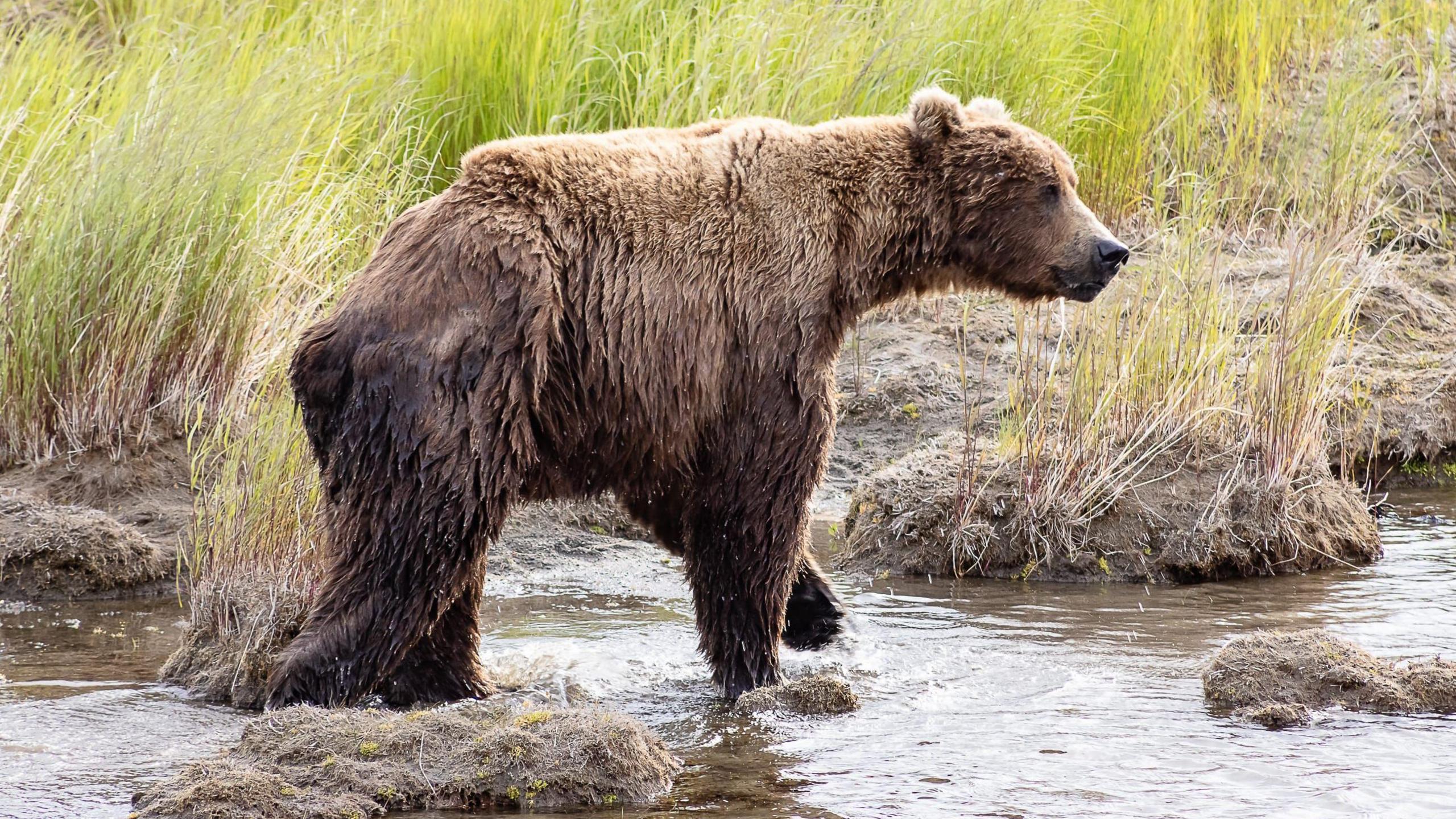 A skinny brown bear walks along a shallow river with grass in the background 