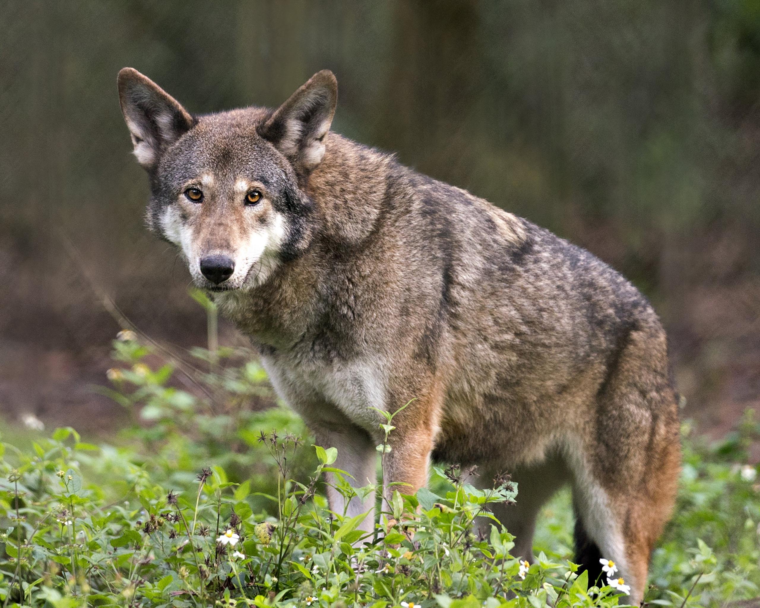 An adult red wolf