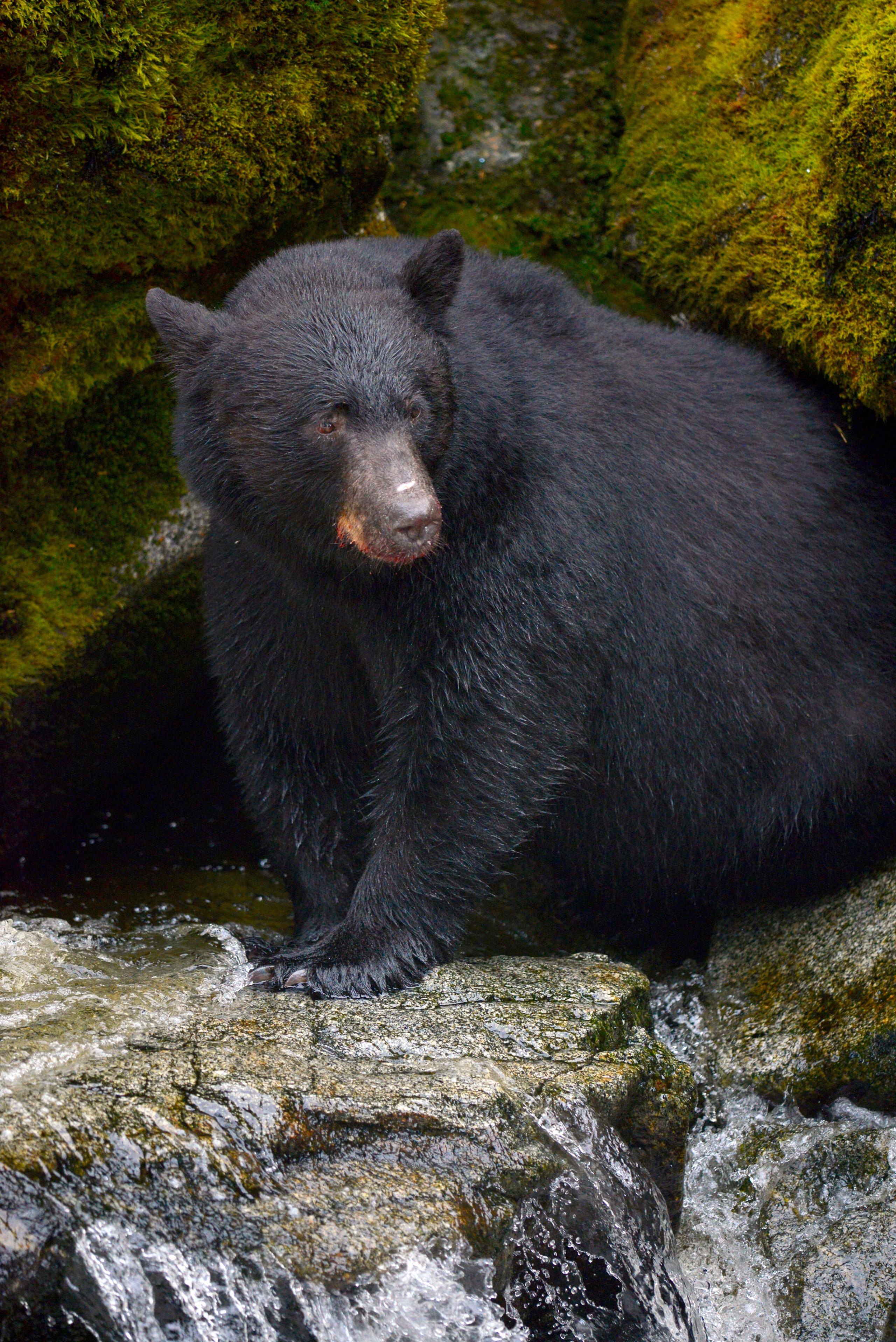 Black Bear fishing for Salmon, Tongass National Forest, Alaska. Black Bear