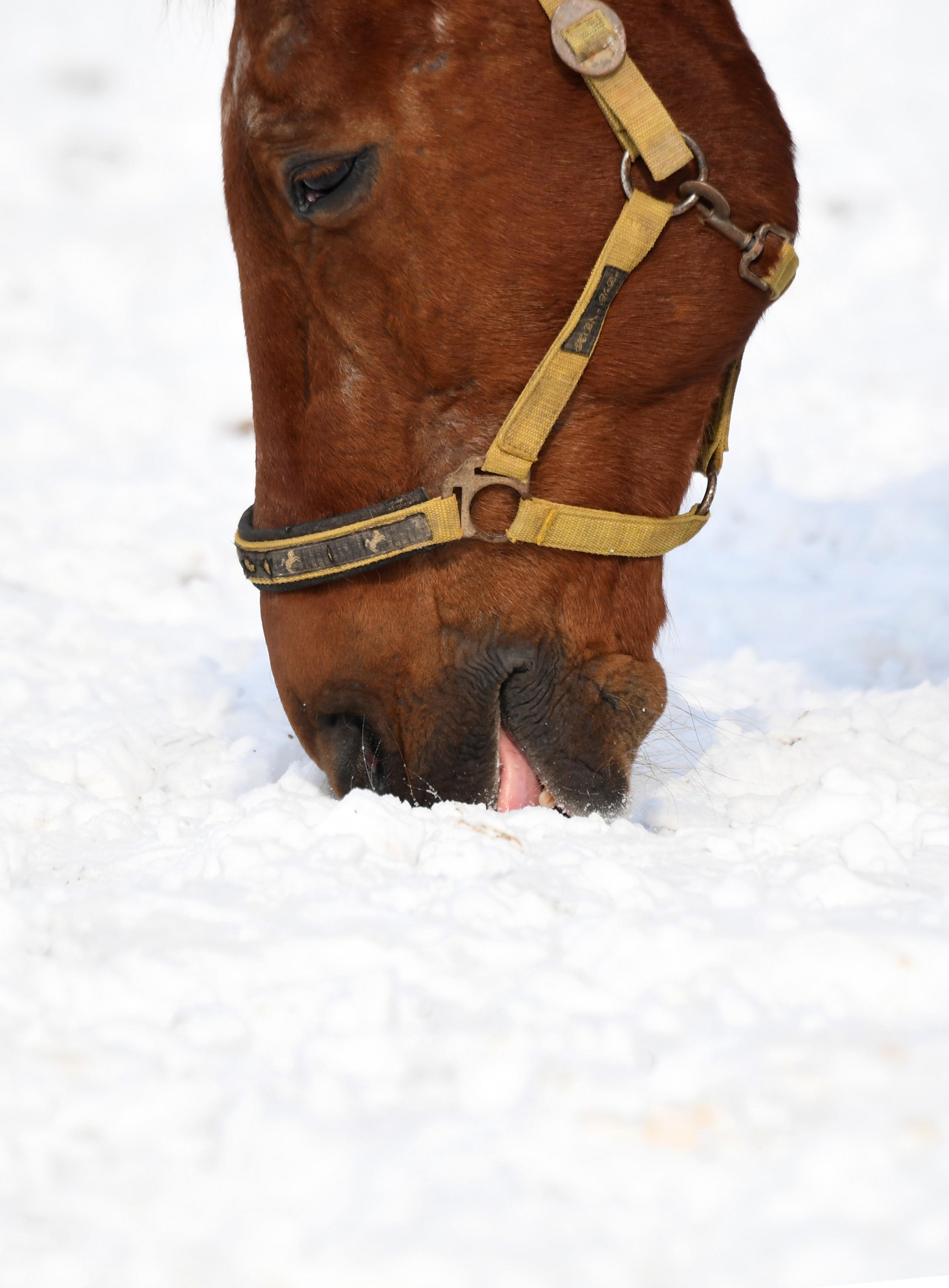 Horse in snow