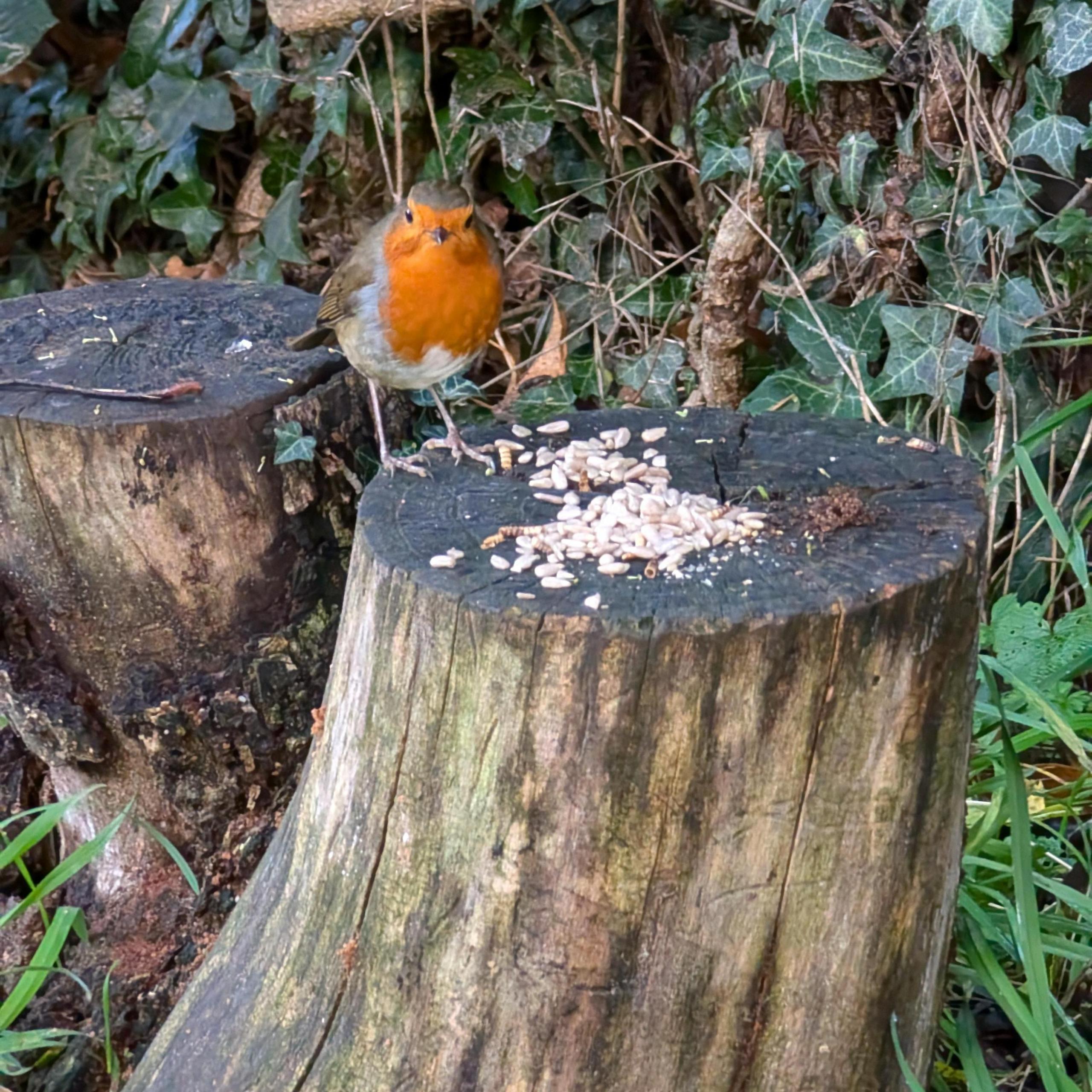 A robin on a tree stump with some feed scattered on the top.