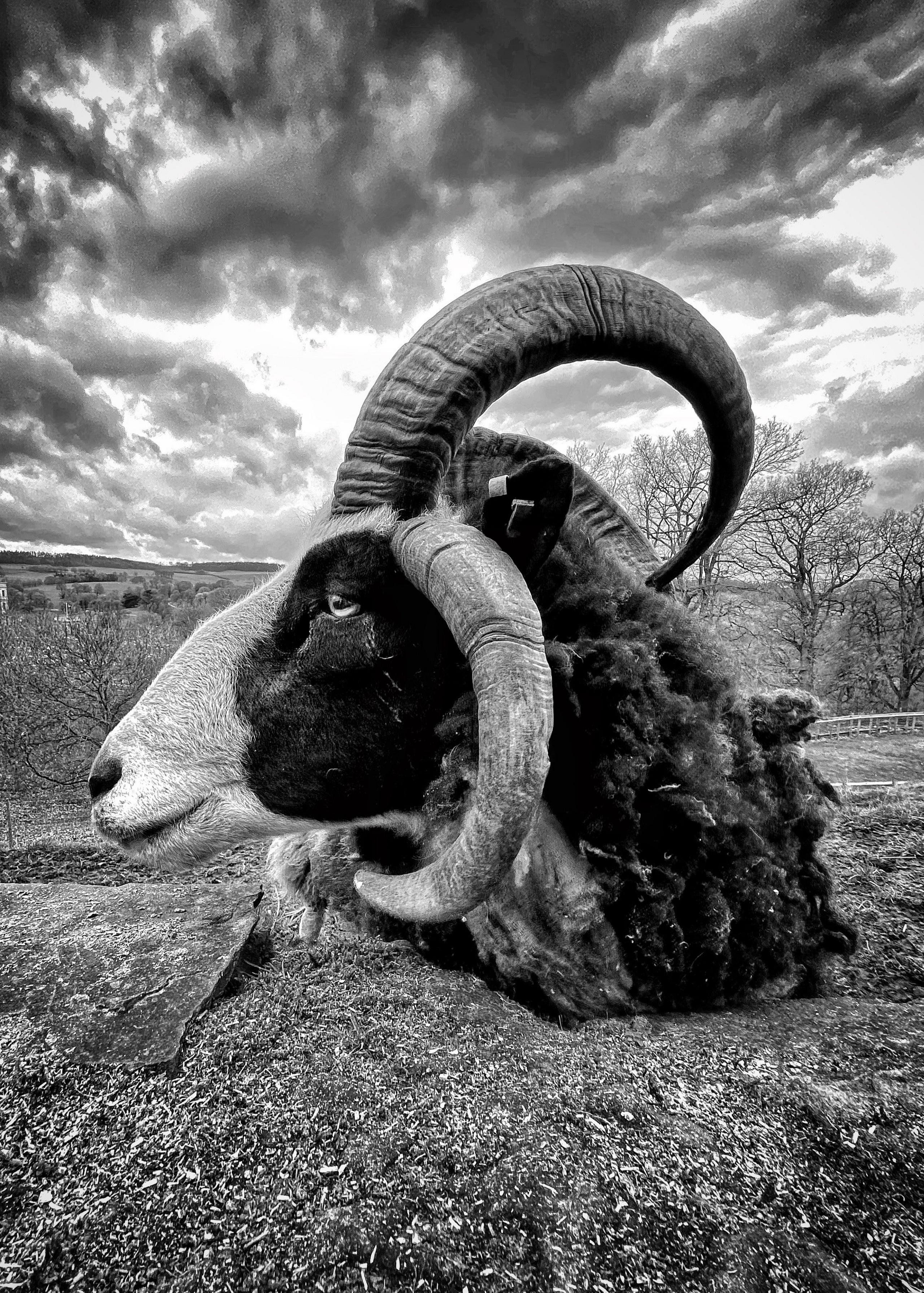 A close-up of a ram against a dramatic sky