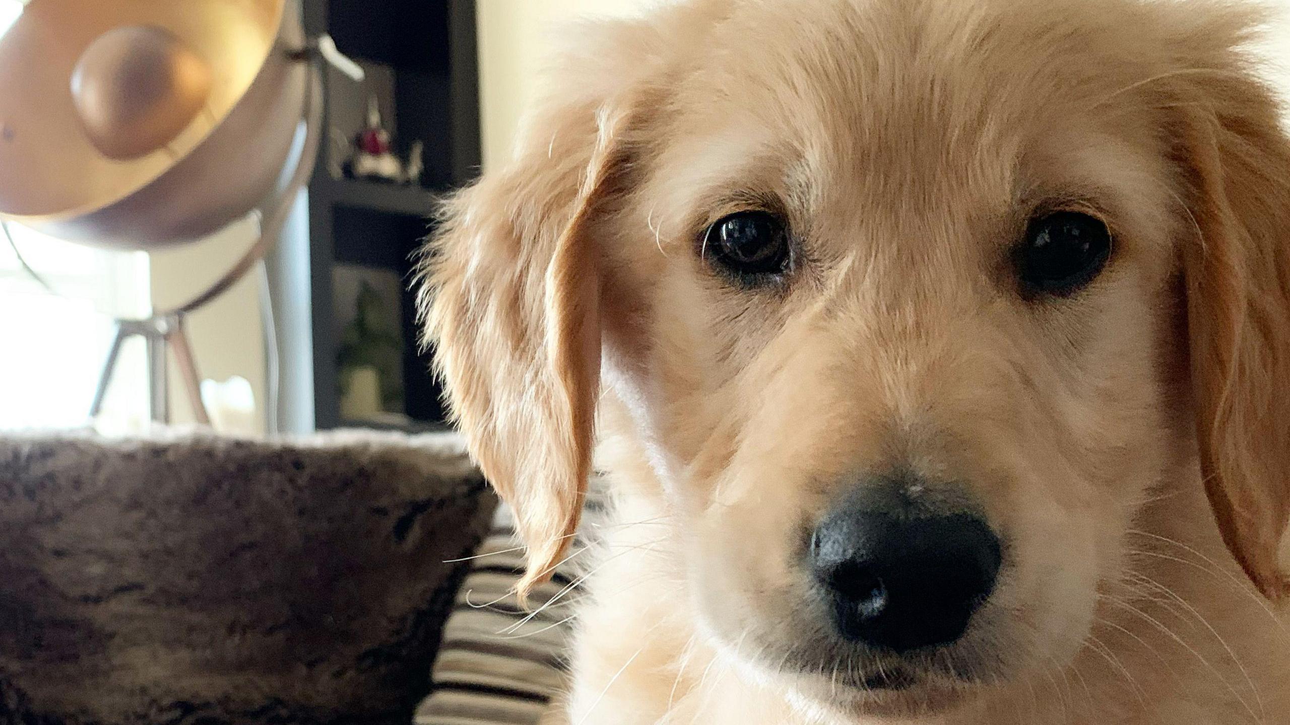Kate Margolis' dog Milo when he was a puppy. He has  blonde fur, a black nose and dark eyes. His ears seem floppy and is sitting indoors quite close to the camera.