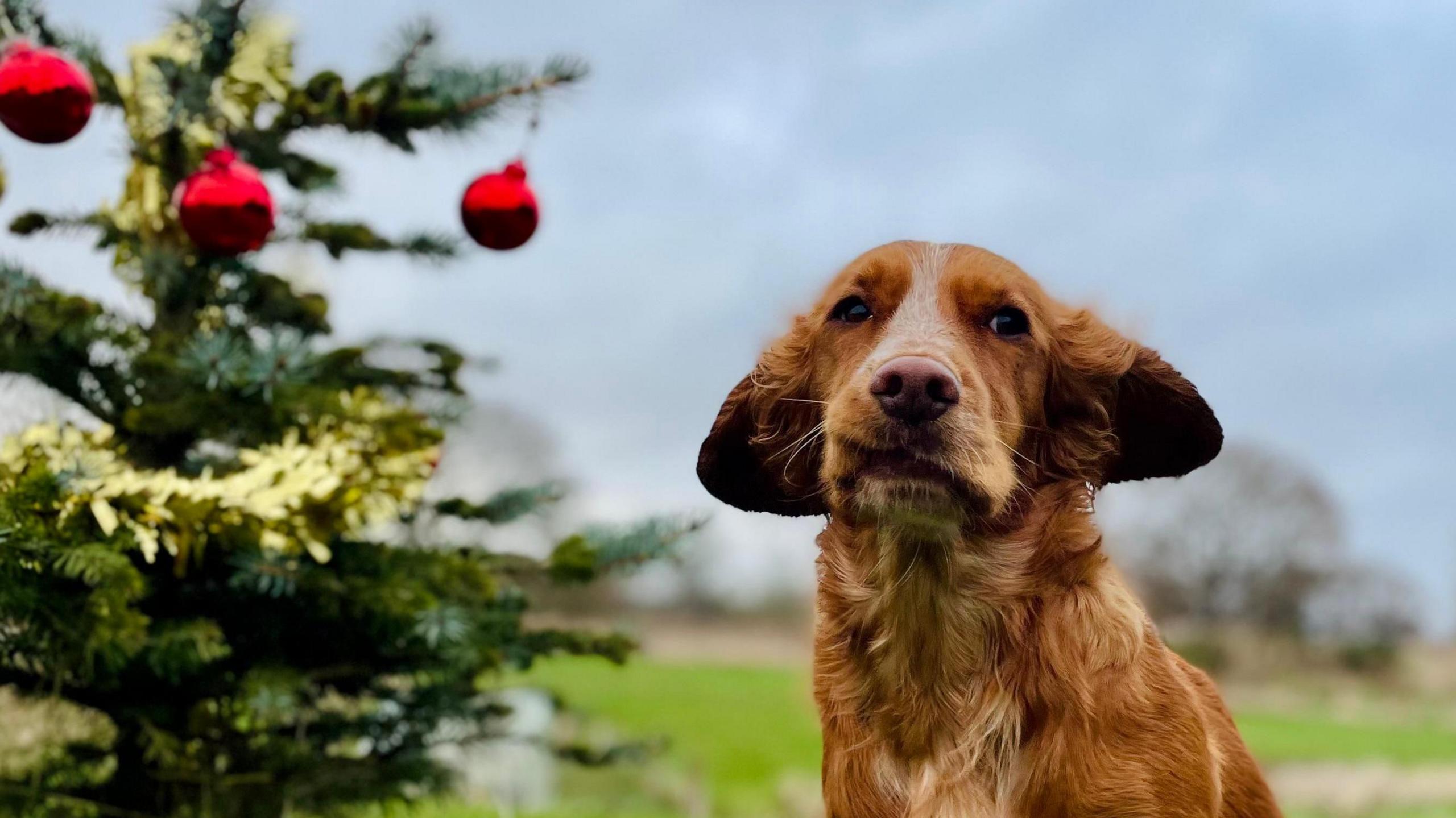 A dog is outside in the wind next to a small Christmas tree which has been decorated with red baubles and gold tinsel.