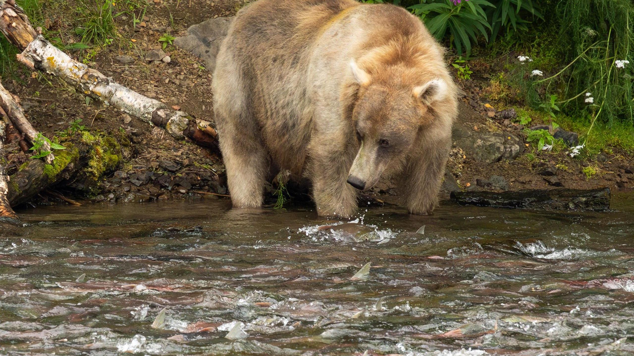 A bear watches a river full of salmon downstream of Brooks Falls