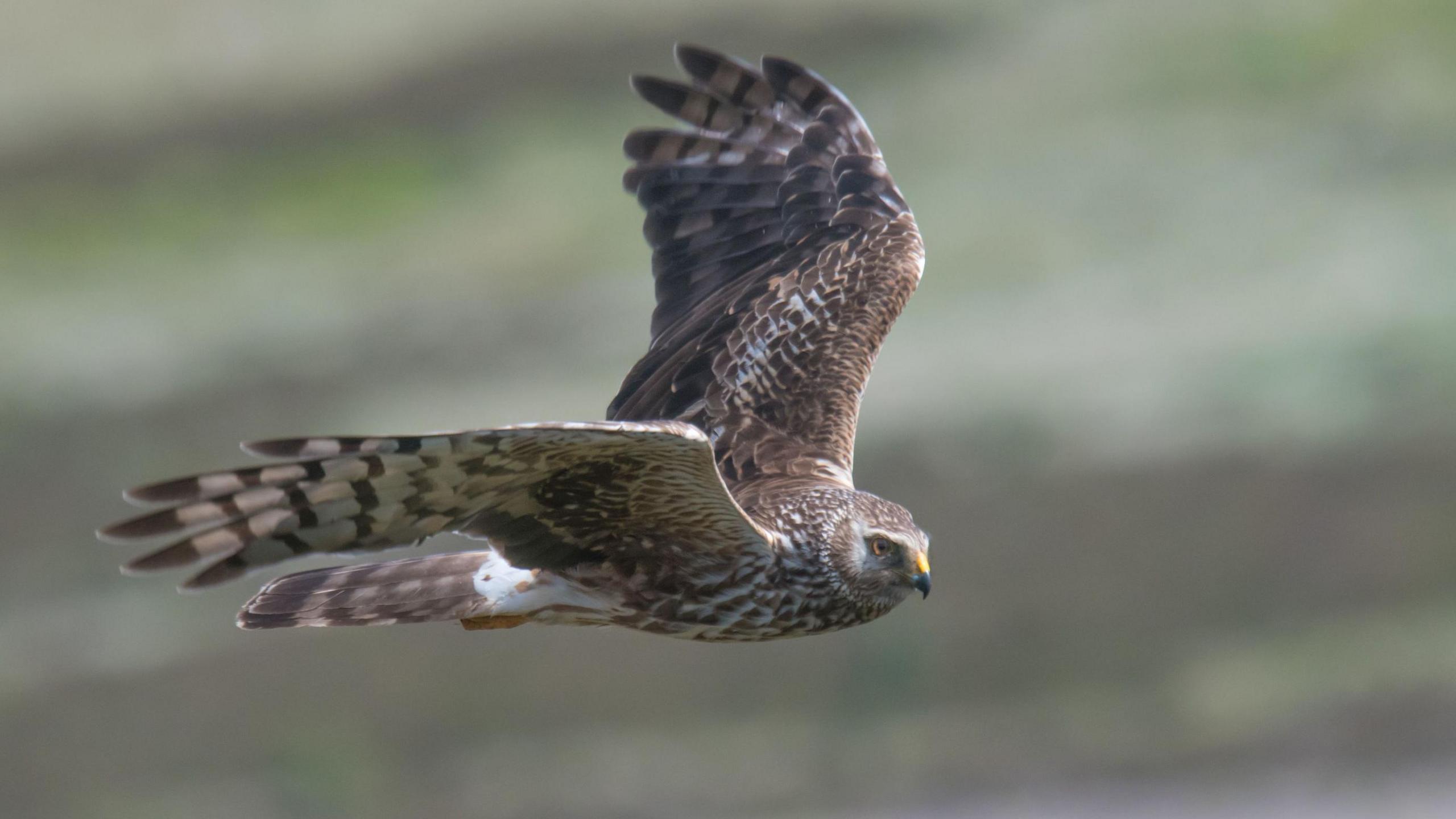 A close-up of a bird in flight