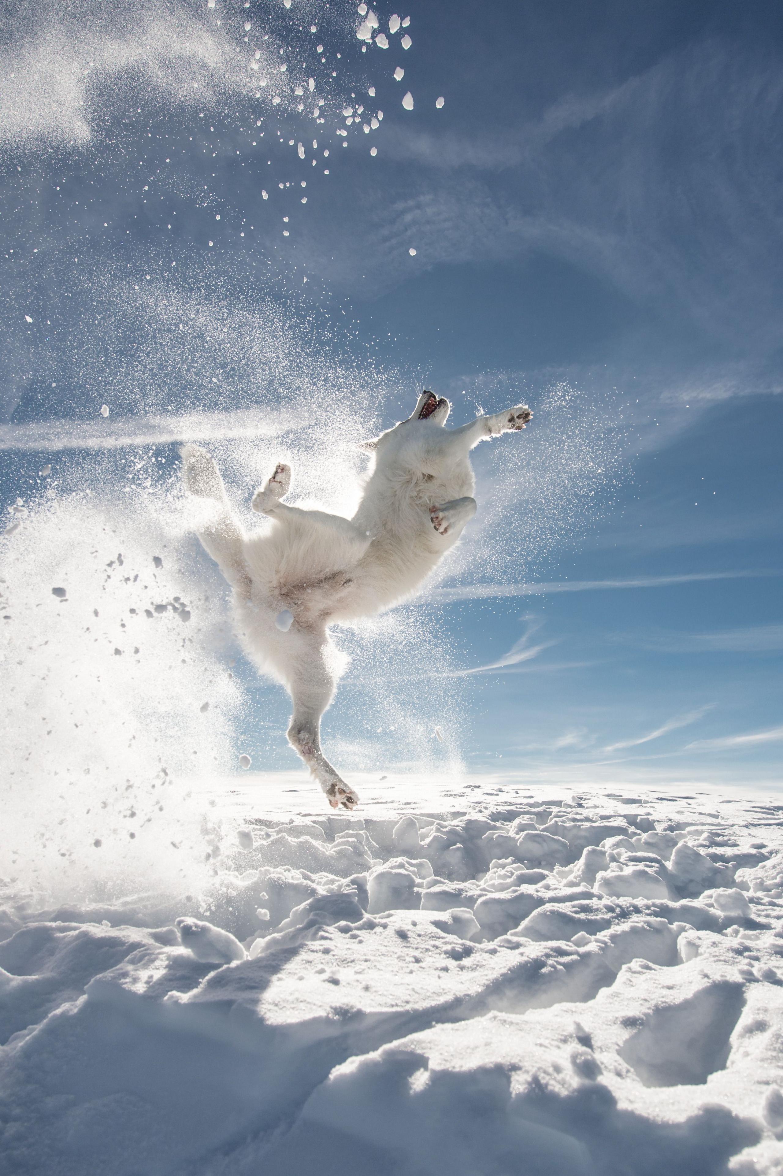 dog leaping in the snow