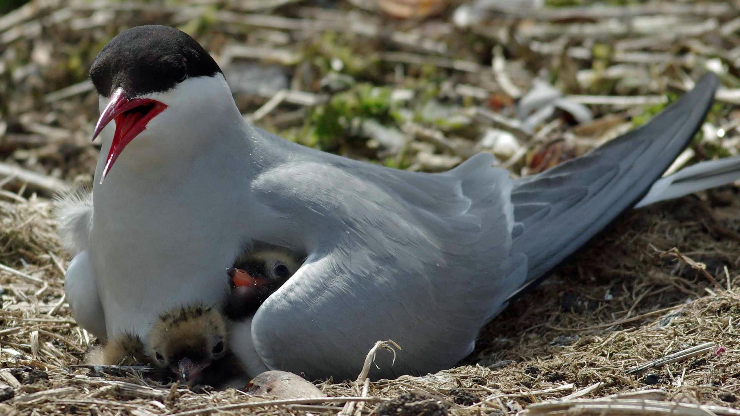 Arctic tern parent brooding two young chicks in the ground nest, on the Farne Islands in Northumberland