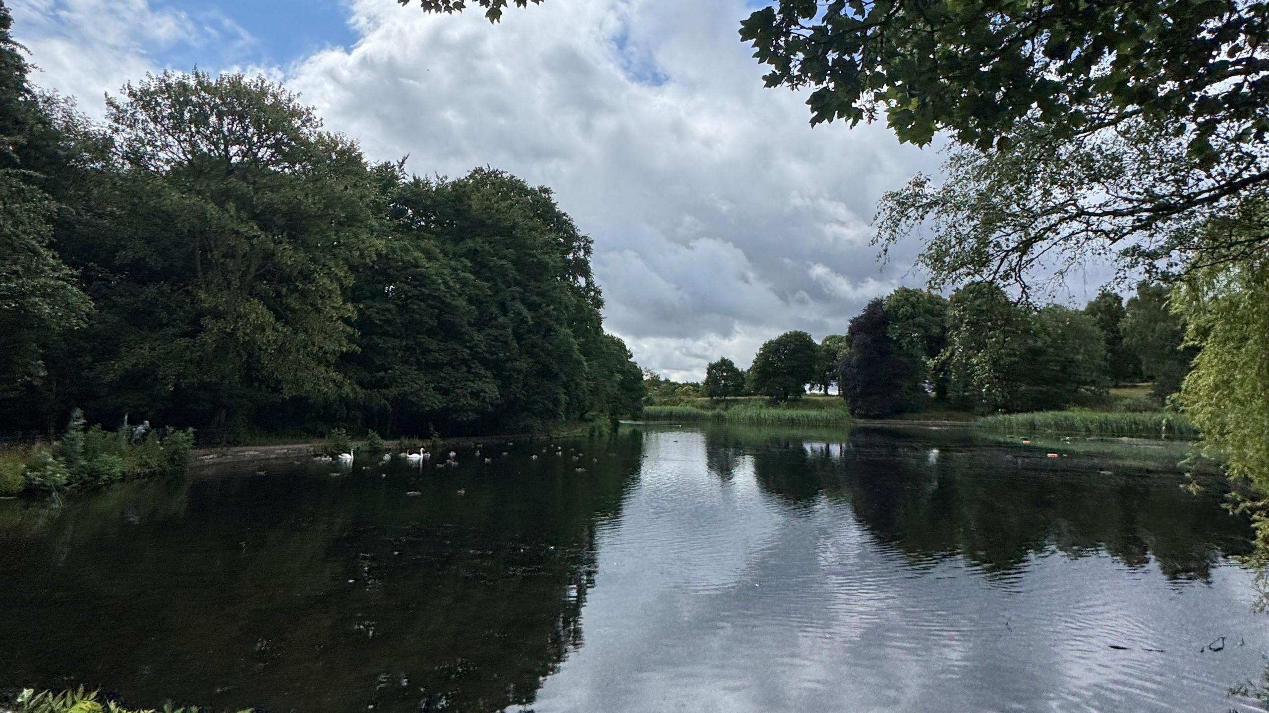 A lake within a park which has trees and grass around the edges, and a few swans swimming on it. The sky is cloudy with small bits of blue.