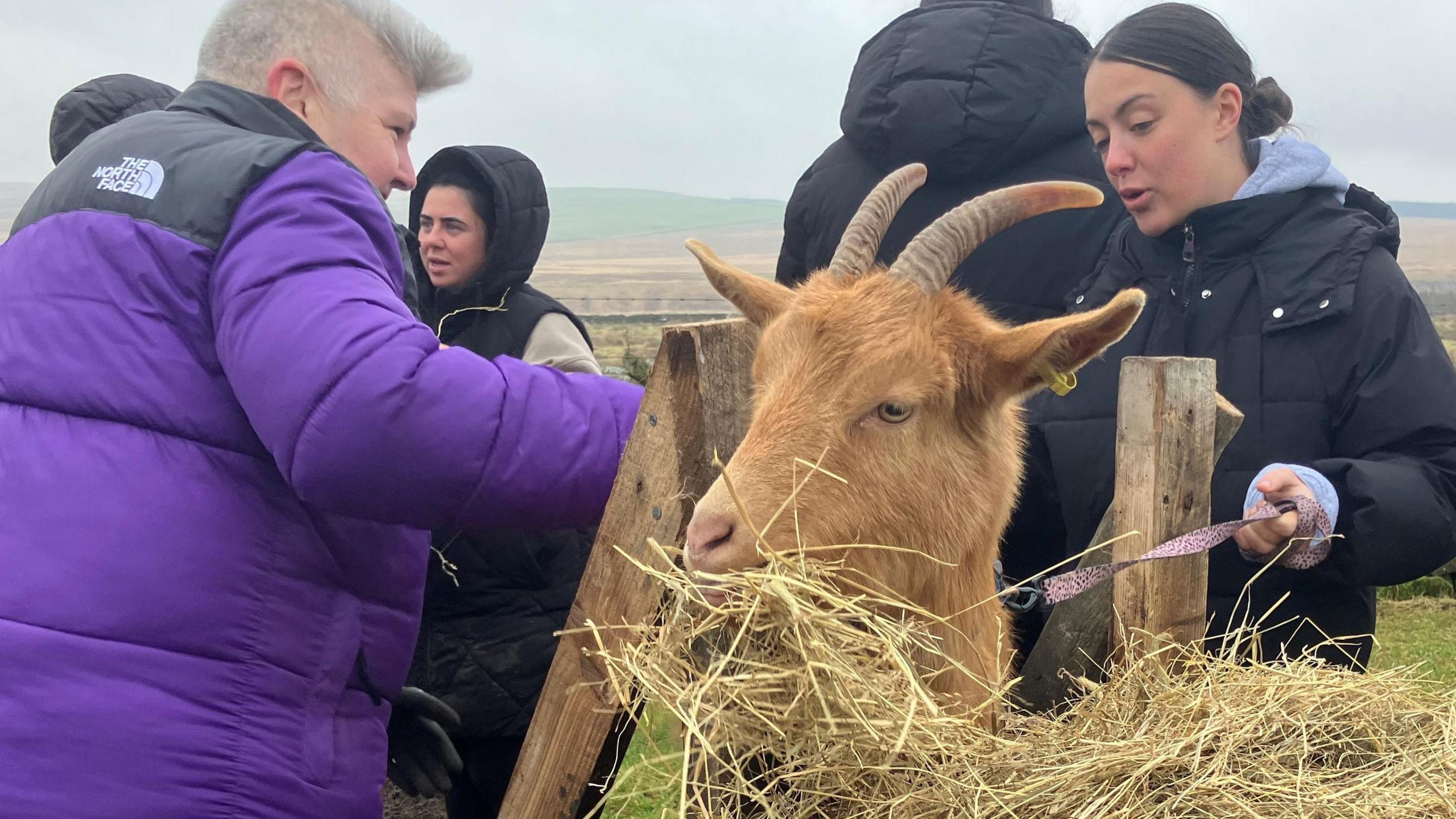 A caramel coloured goat is in the middle of two women. The goat is eating hay on a farm. It is a cold day and the women are wearing warm coats. The sky is cloudy and grey. 