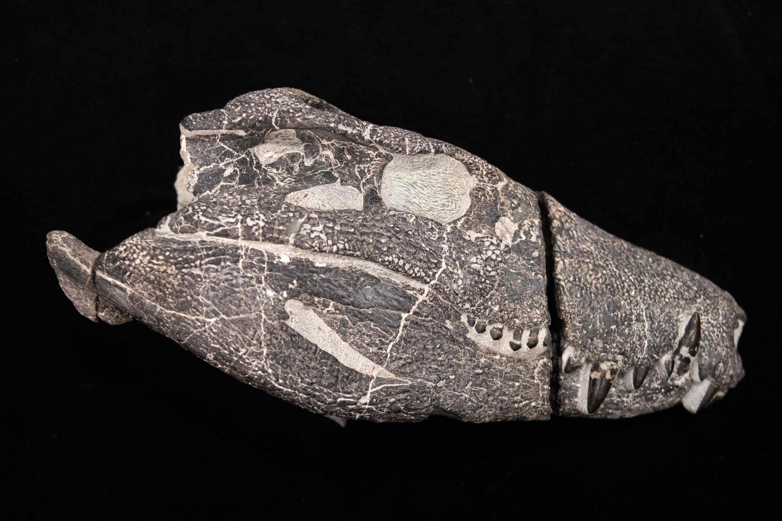 The fossilised skull of Kostensuchus atrox