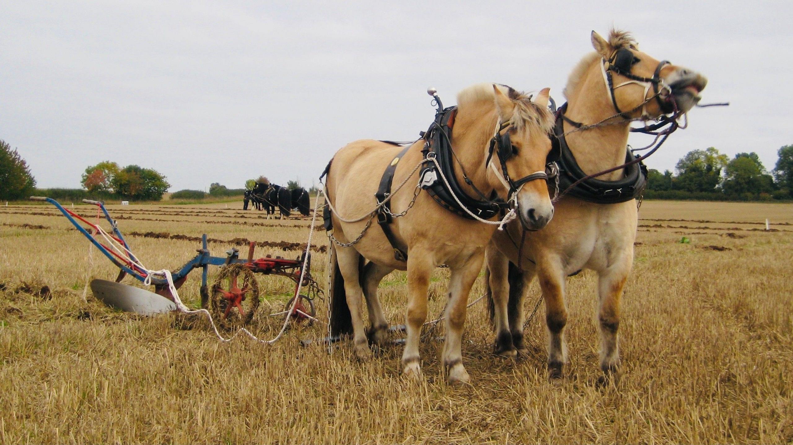 Horses pulling a plough