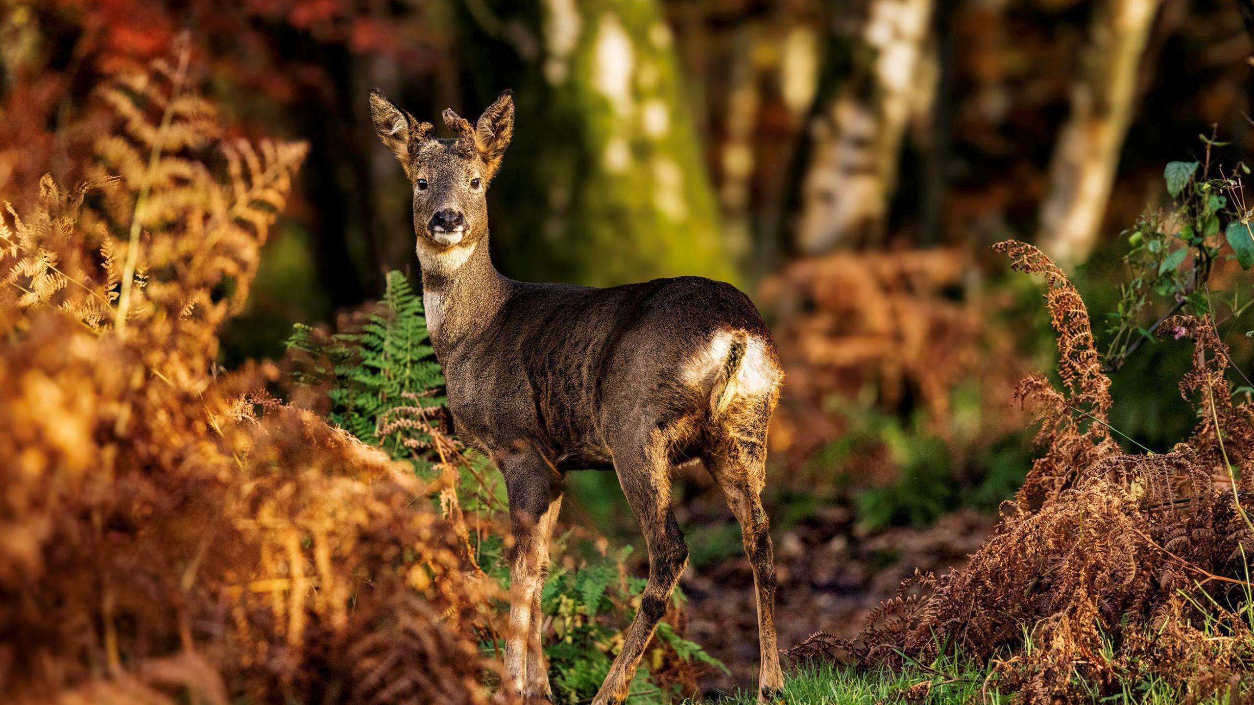 A young deer stands alert among golden-brown ferns in a sunlit forest clearing, its coat blending with the autumn hues. Behind it, tall birch trees rise with mottled trunks.