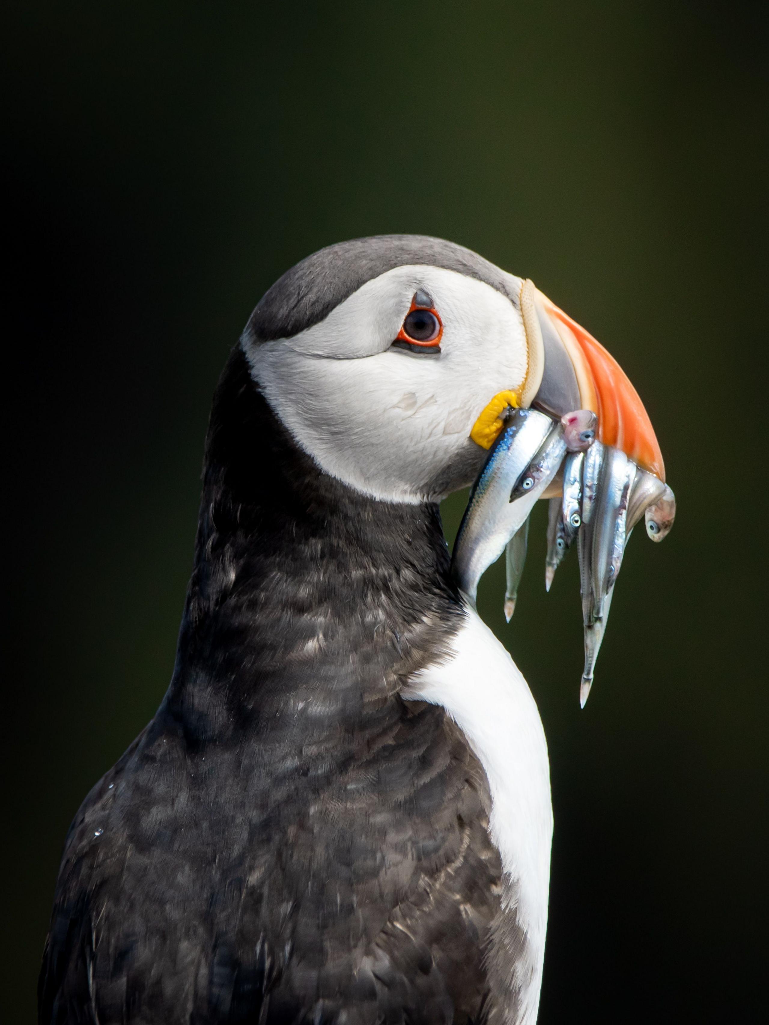 Puffin with a fresh catch of fish on the Isle of May