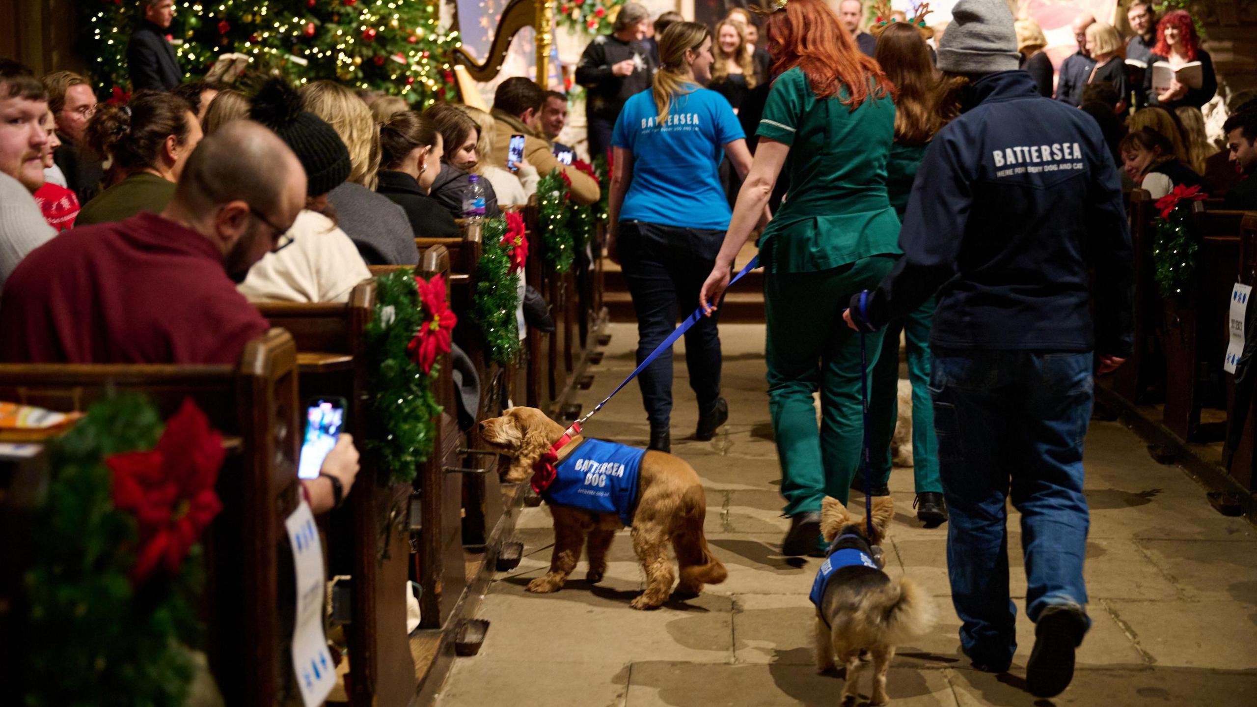 Dogs walking up the aisle at the Battersea Carol Concert. 