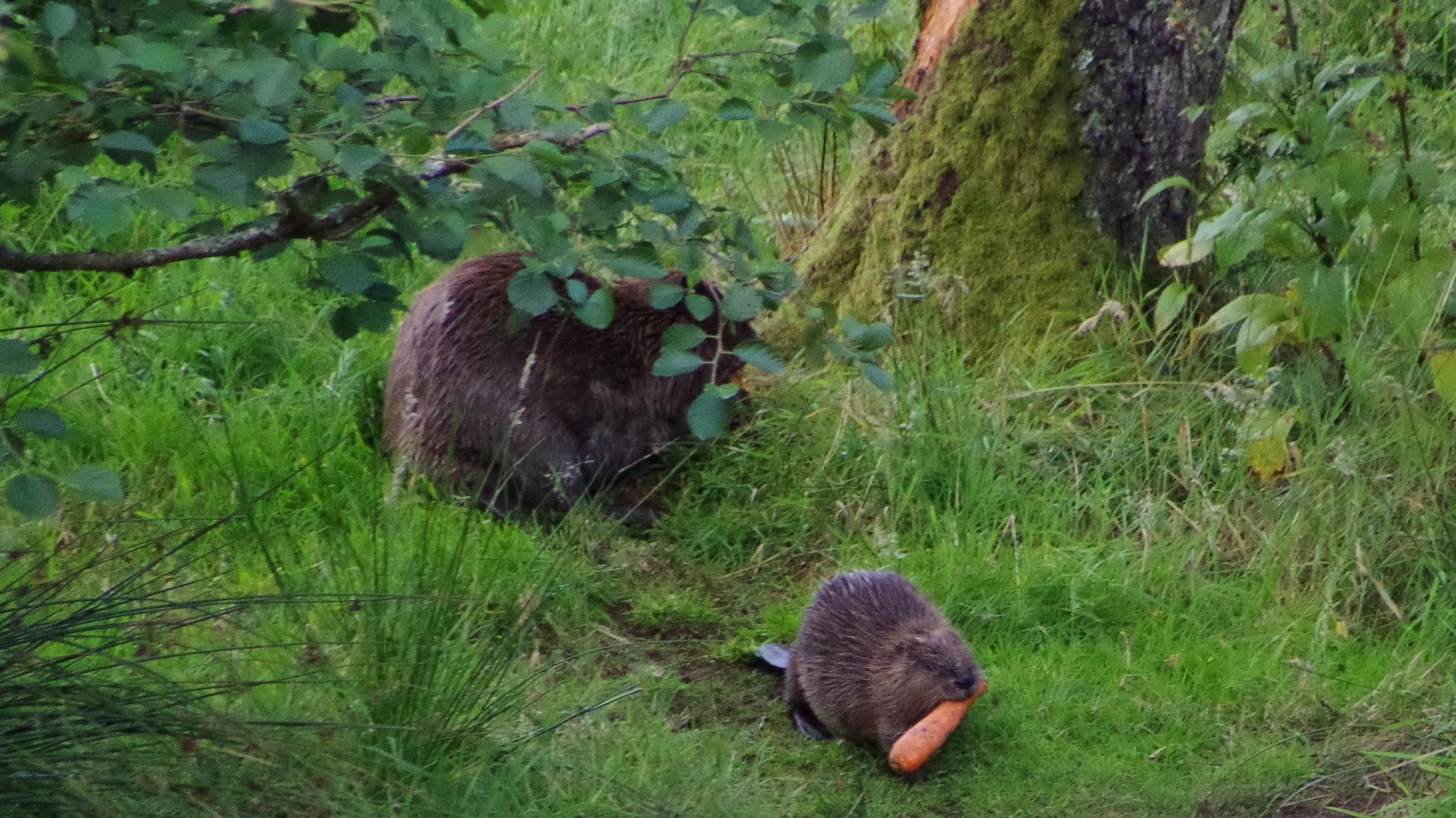 Beaver and kit near Stirling.