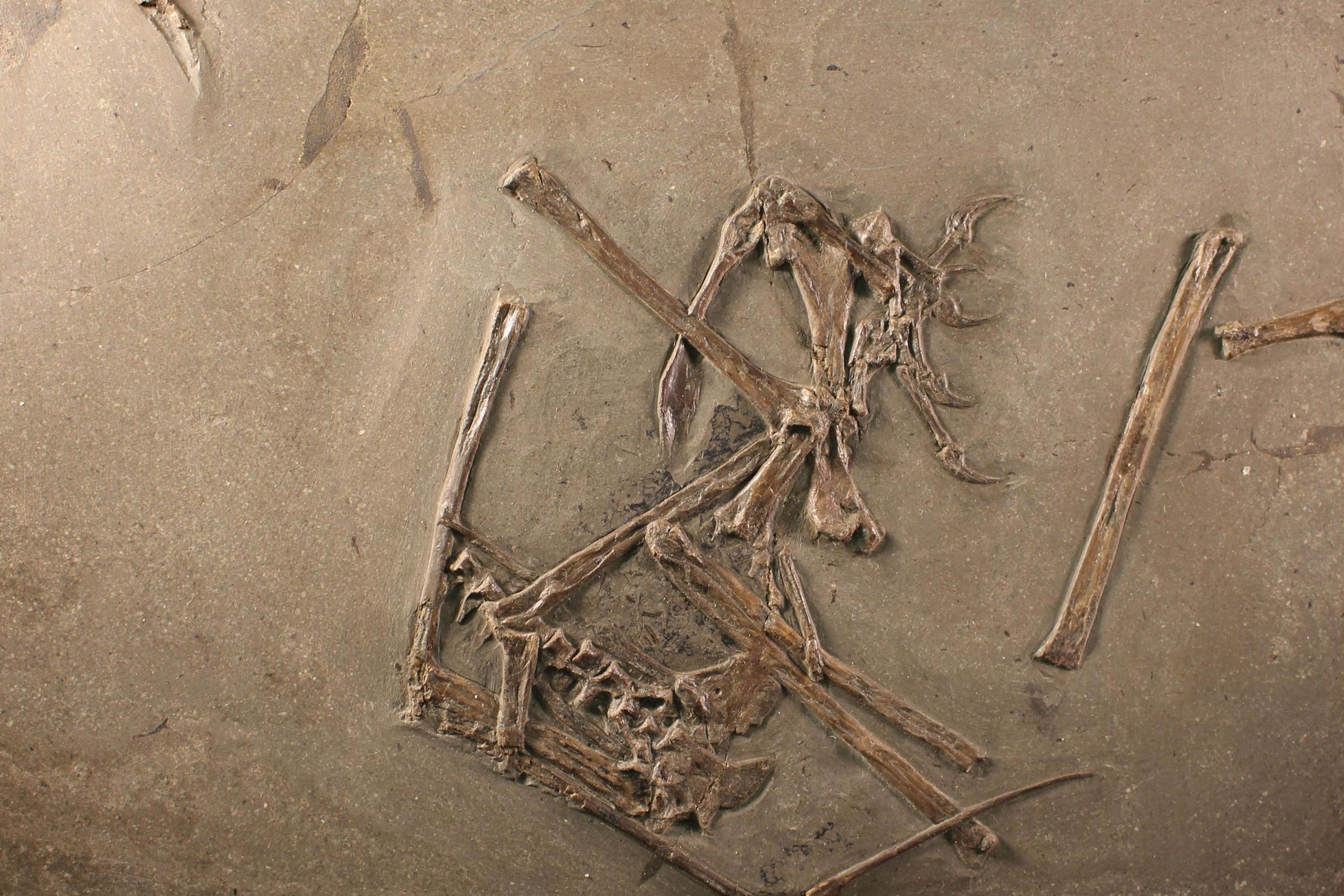 The fossil of the pterosaur dorygnathus, the scattered bones of its skeleton encased in rock. The dark lumpy area in the centre may be its stomach contents.