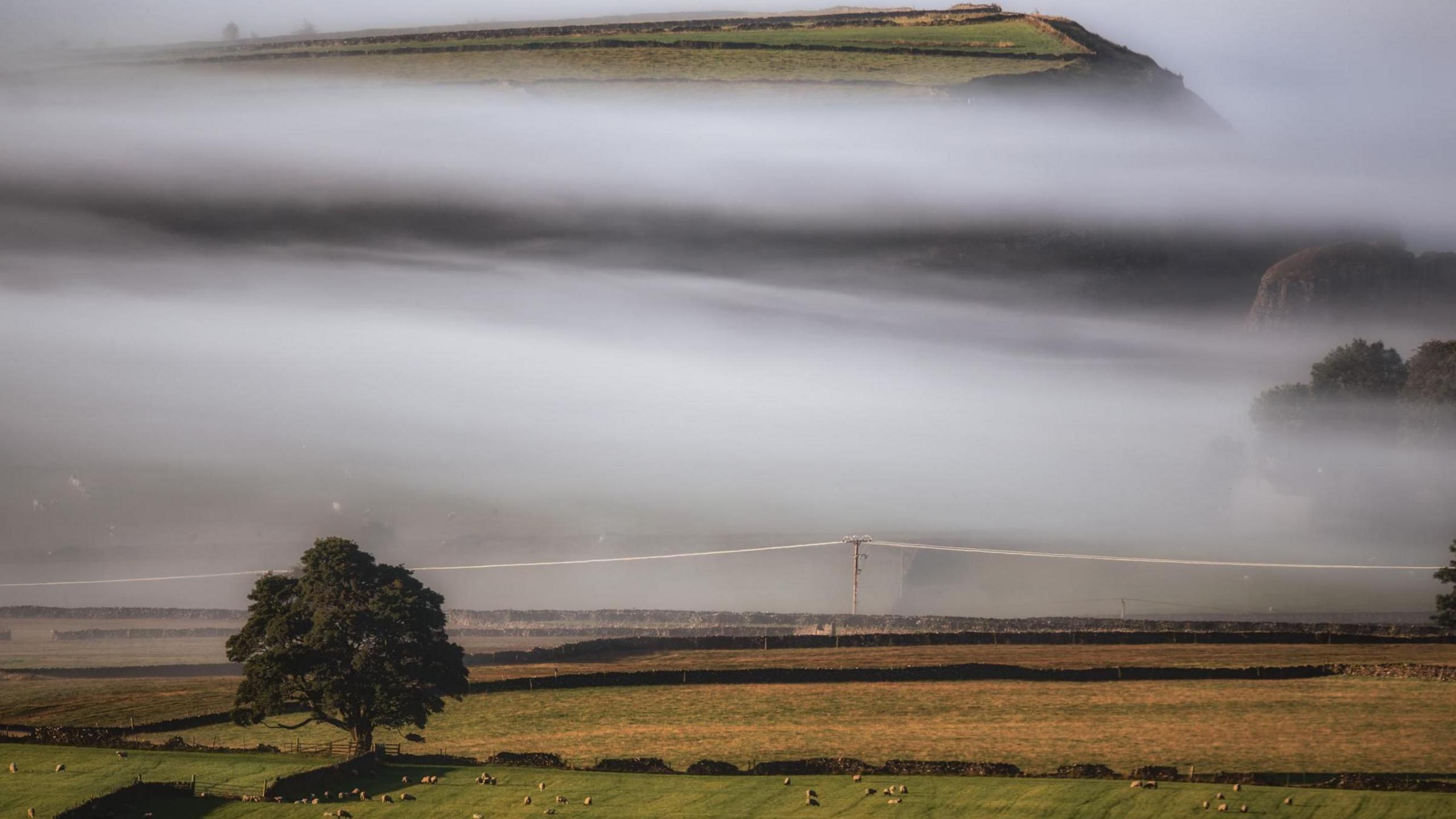 Distinctive fog lines sweeping through green fields and trees. Animals can just about be seen in the field in the foreground