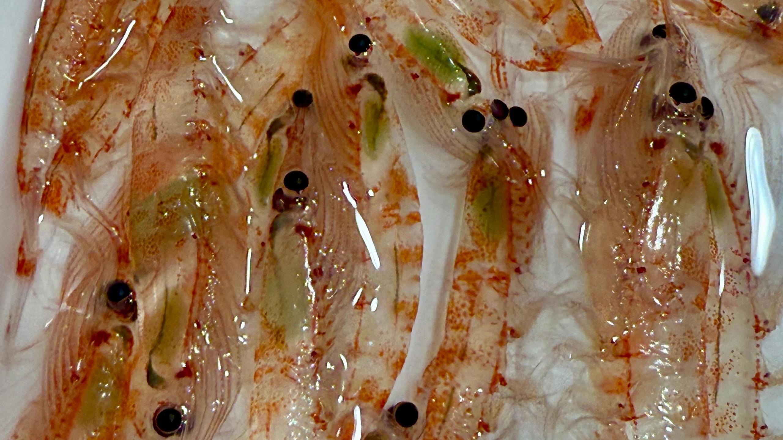 A collection of Antarctic krill, Euphausia superba. The guts of many of these specimens are green, indicating that they have recently been feeding on microscopic algae (phytoplankton). Body lengths approximately 50-60mm.