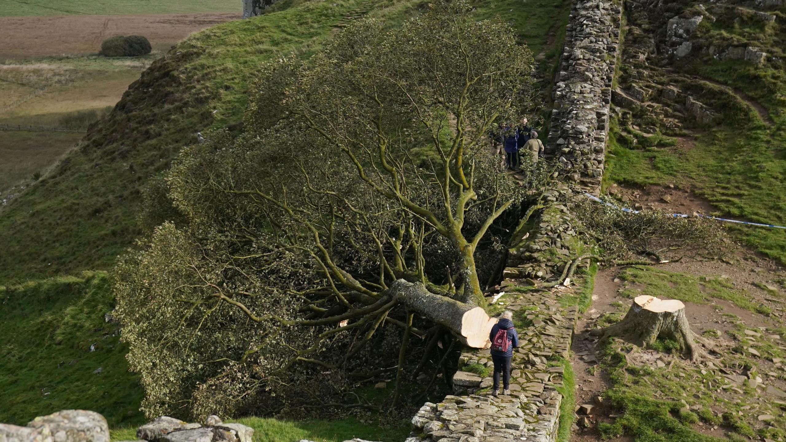 The felled Sycamore Gap tree, on Hadrian's Wall in Northumberland. One person is standing on the wall in between the tree's stump and the felled sycamore, which are either side of the wall. There is a group of people in the distance, behind the felled tree. The surrounding area is open countryside.